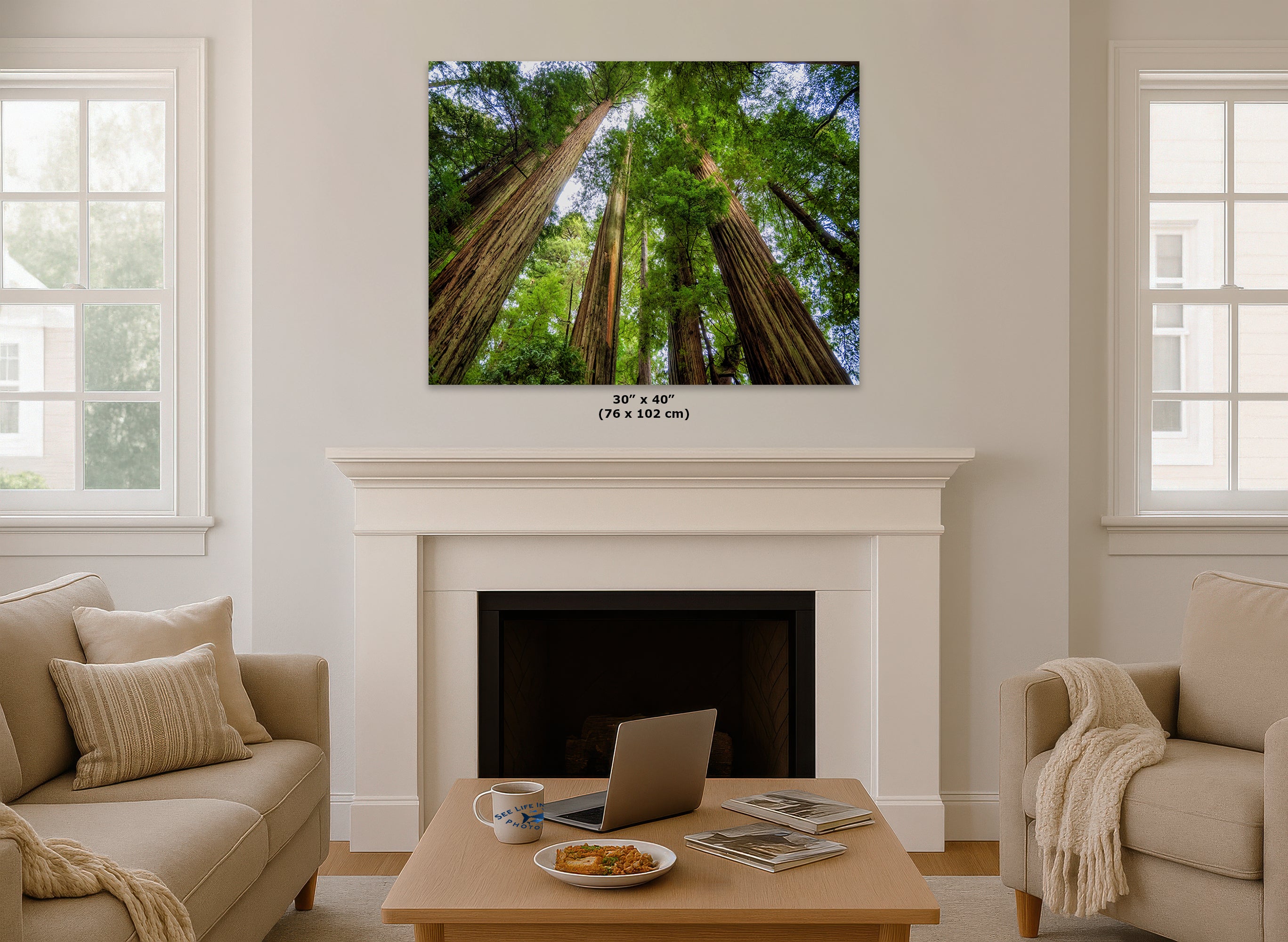 Redwood Trees Forest Picture Nature Photo