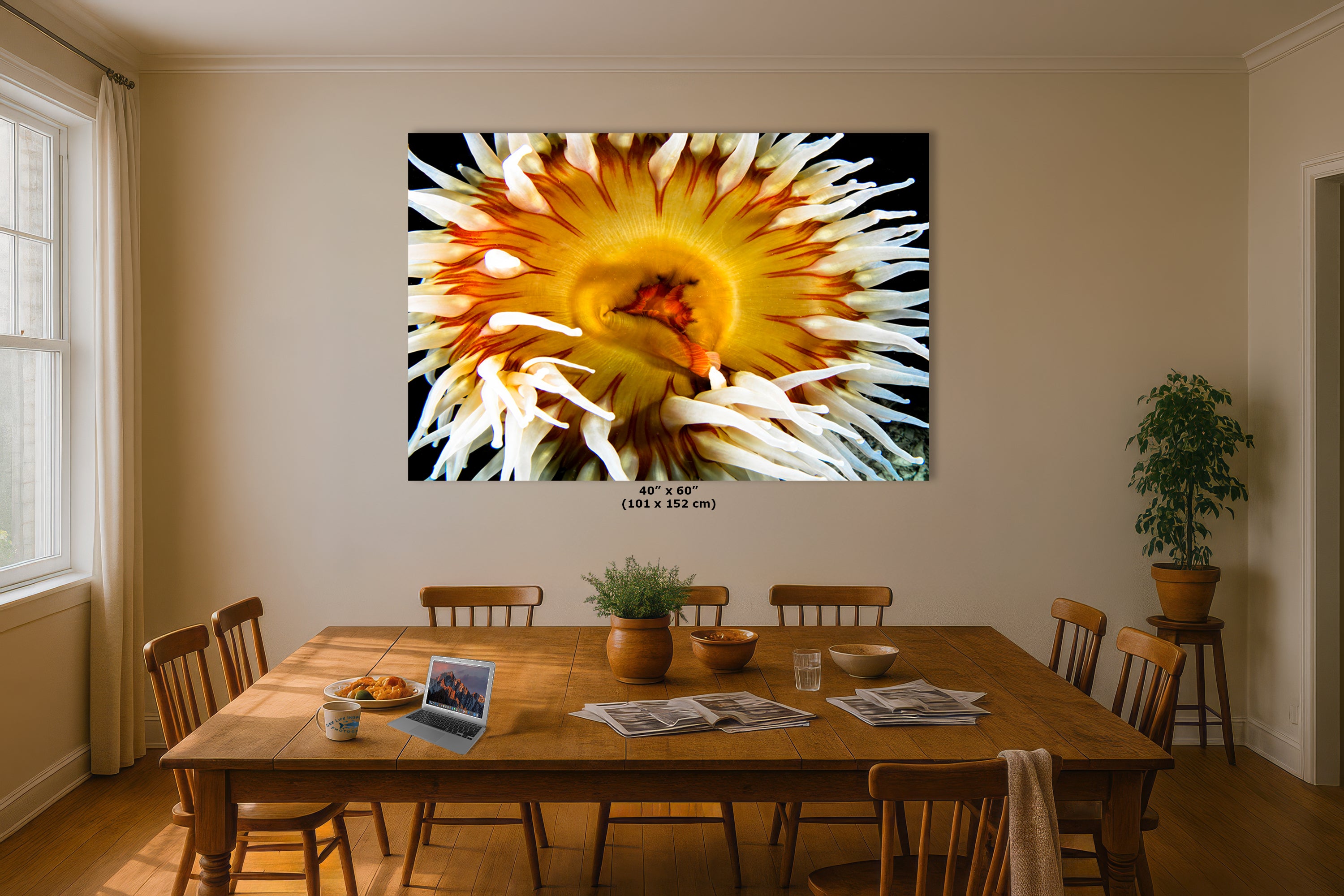 Sea Anemone Picture Ocean Life Underwater Scenery Nature Photo, Marine Biology Coral Reef Art