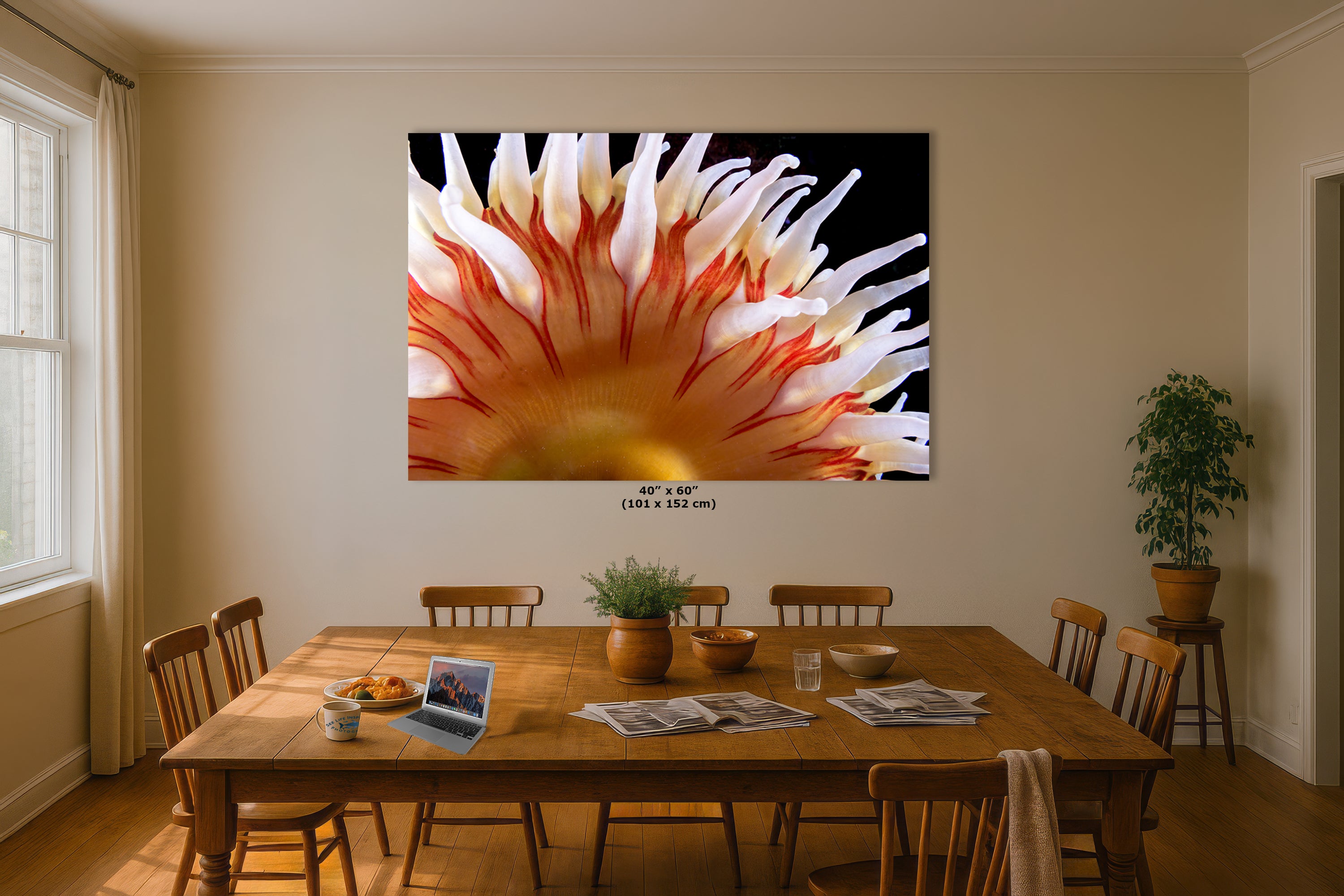 Sea Anemone Picture Ocean Life Underwater Scenery Nature Photo, Marine Biology Coral Reef Art