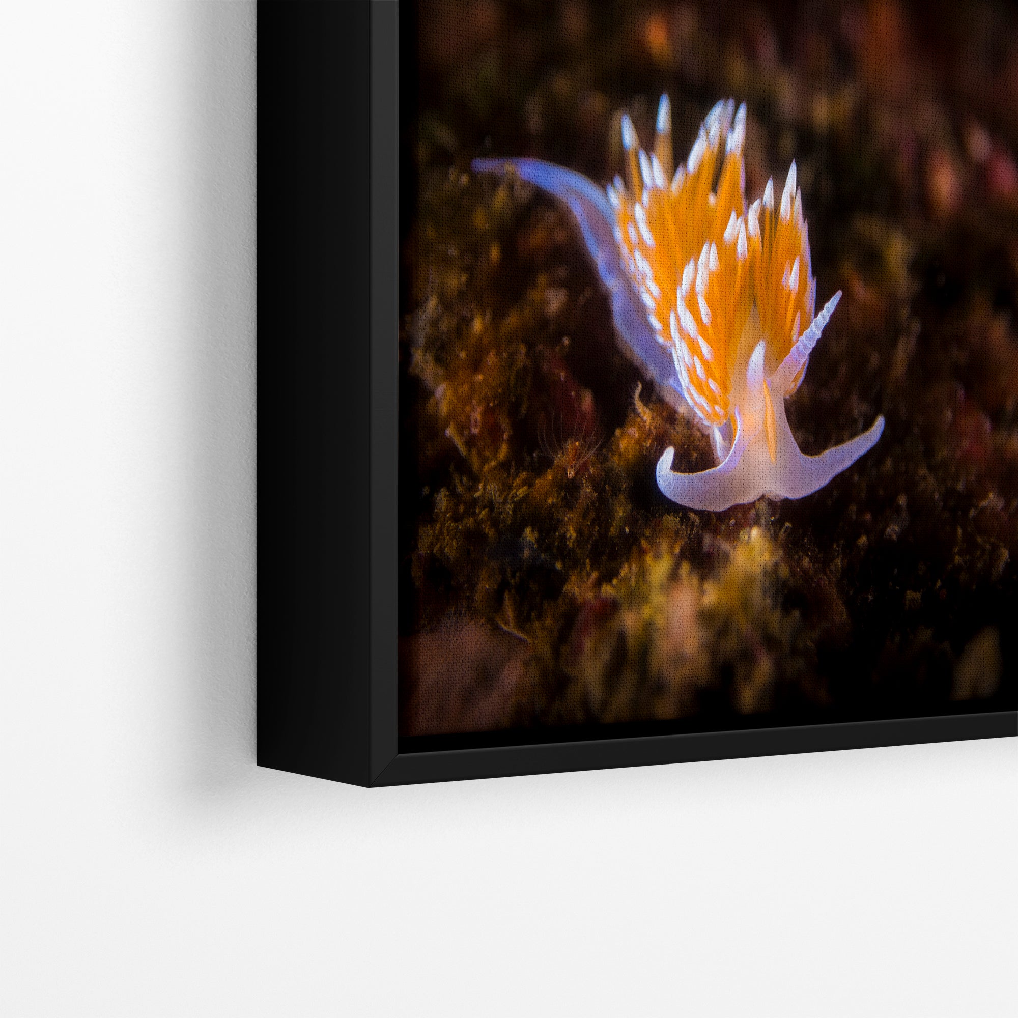 Hermissenda Opalescent Nudibranch Ocean Life Underwater Scenery Marine Biology Nature Photo