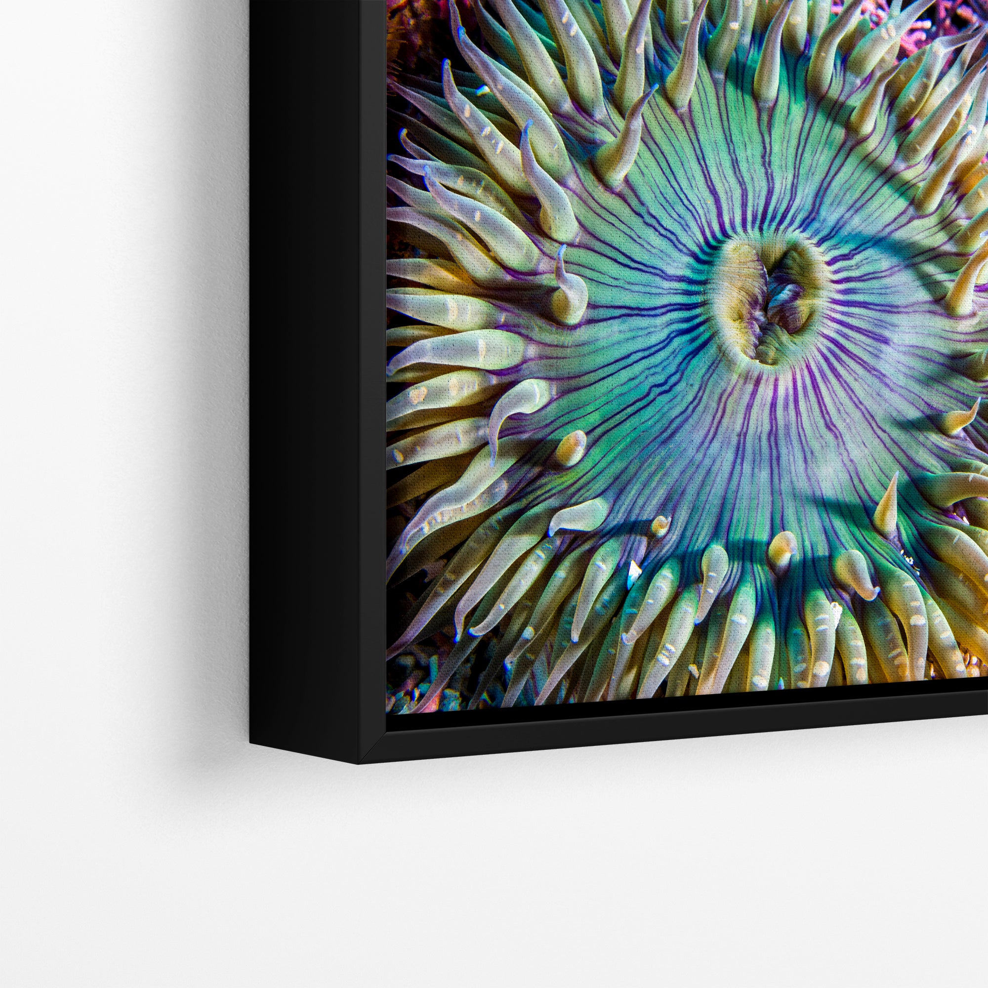 Sea Anemone Picture Ocean Life Underwater Scenery Nature Photo, Marine Biology Coral Reef Art