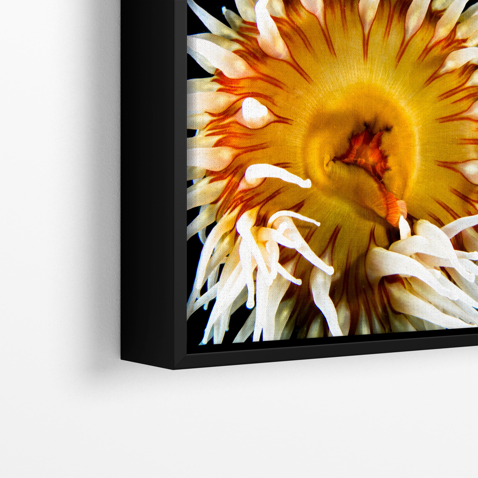 Sea Anemone Picture Ocean Life Underwater Scenery Nature Photo, Marine Biology Coral Reef Art