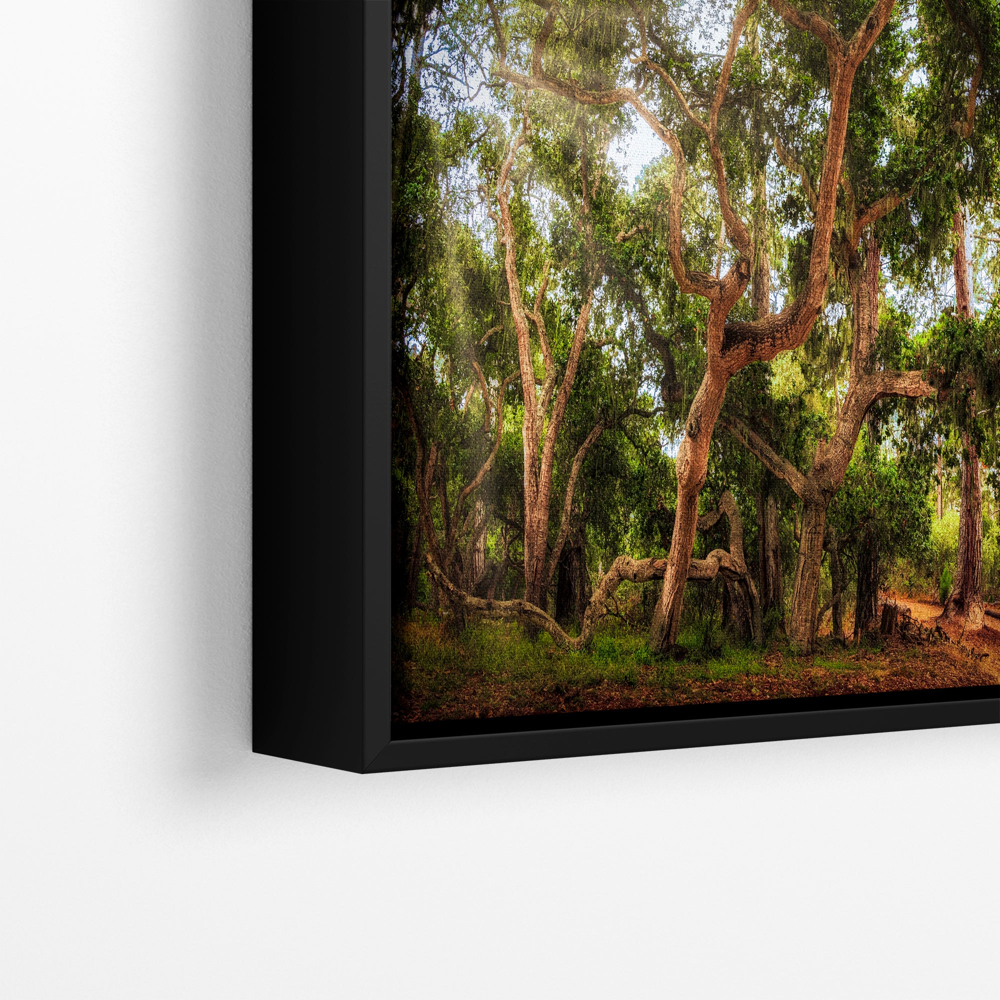 Coast Live Oak Forest Picture Nature Photo House Decor, Forest Bathing for Meditation, Relaxation, Dorm Room Decor