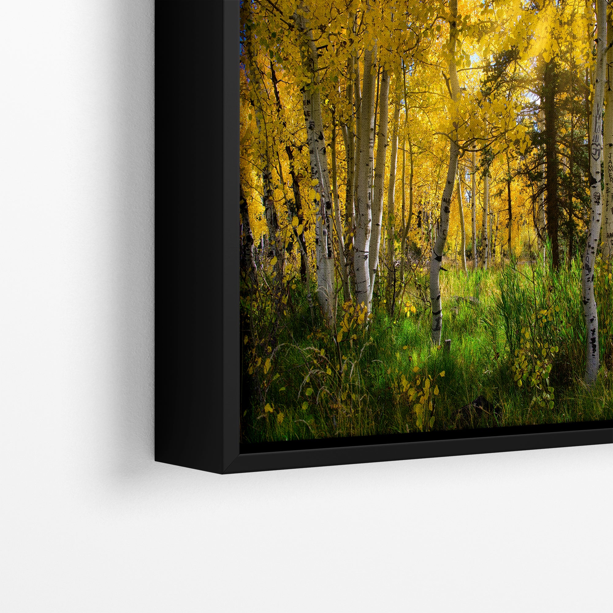 Aspen Tree Forest Picture Nature Photo, Forest Bathing Relaxation Artwork, Fall Colors Autumn for Meditation, Office and House Decor