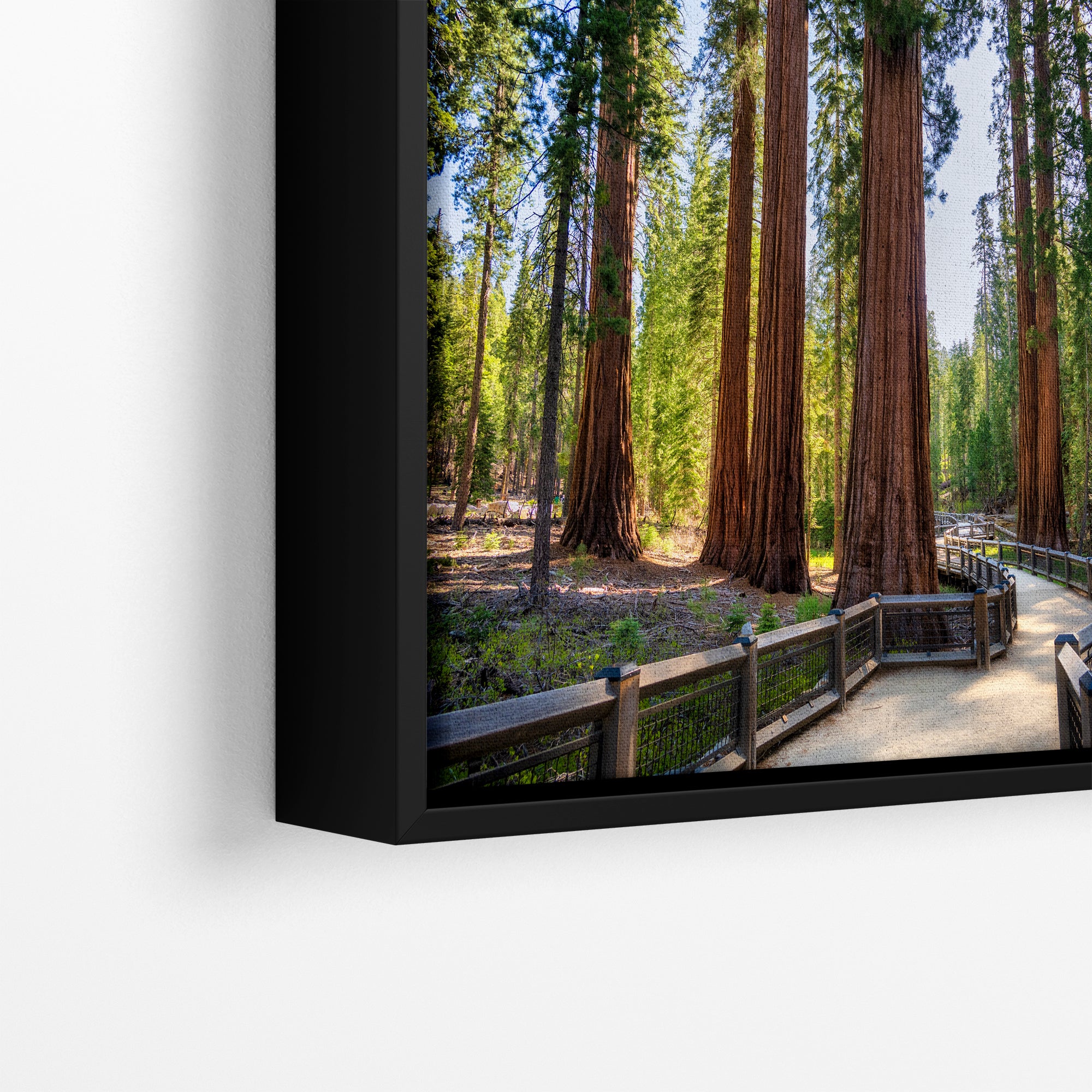 Giant Sequoia Tree Forest Picture Nature Photo | Yosemite Redwood Trees for Nature Lovers & Forest Bathing Relaxation, Meditation Artwork