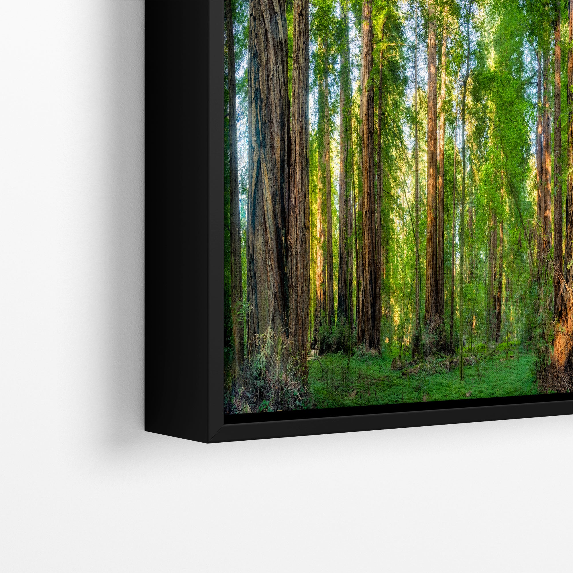 Redwood Trees Forest Picture Nature Photo, Forest Bathing Relaxation Artwork for Calming Meditation, Office and House Decor