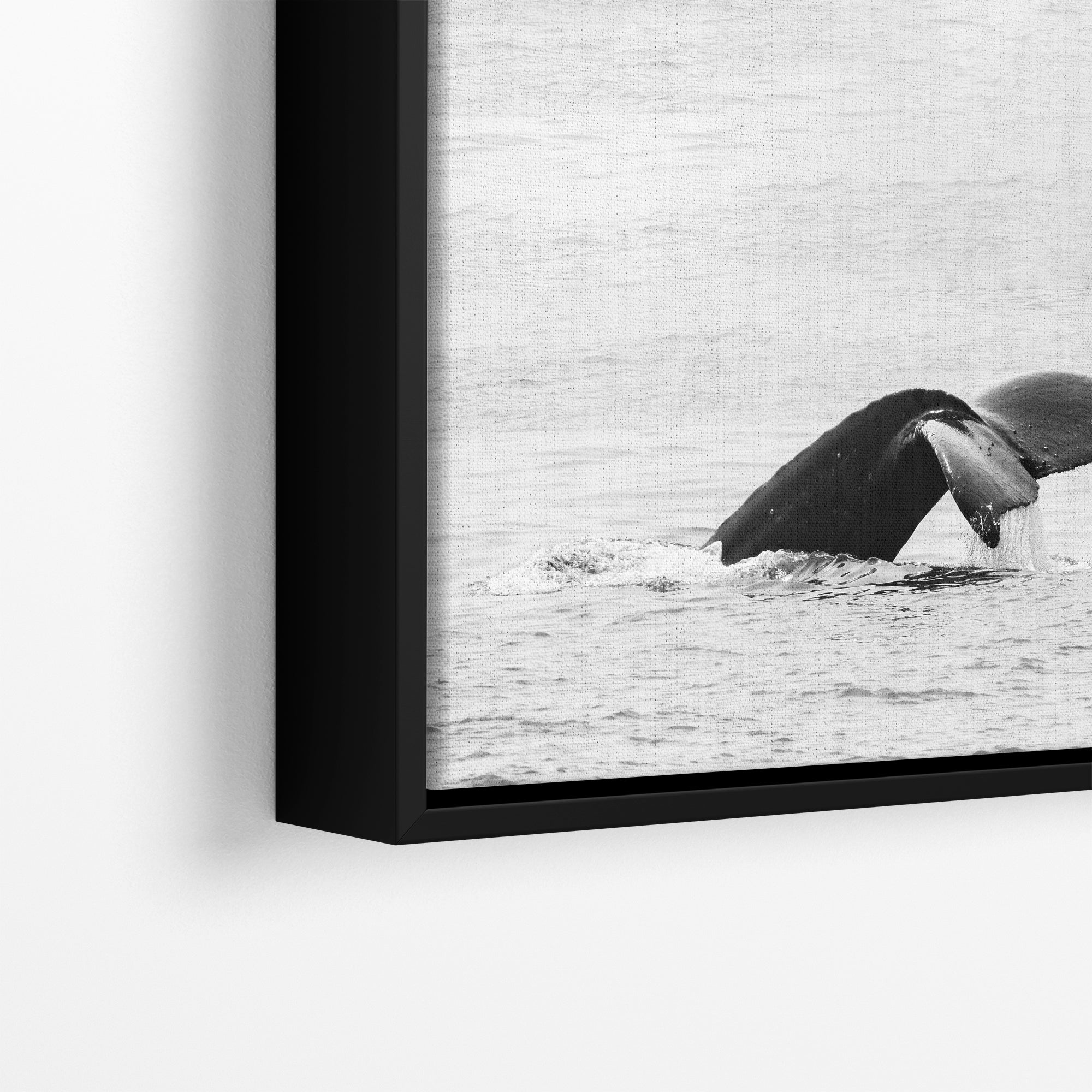 Humpback Whale Marine Mammal Wildlife Photography, Black and White, Monterey Bay Ocean Scene Art Print for Nature Lovers and Marine Conservation Decor