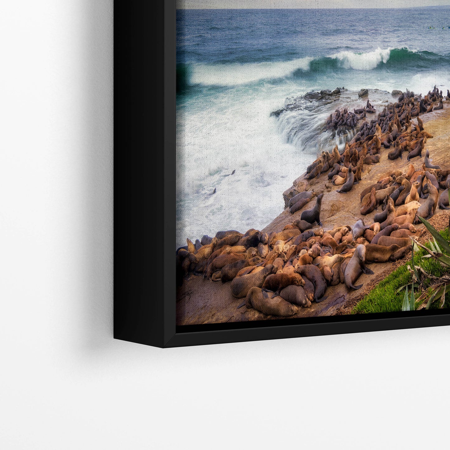 California Sea Lion Marine Mammal Wildlife Photography | Calming Nature Ocean Picture, Relaxation Artwork, La Jolla Coast, Nature Photo