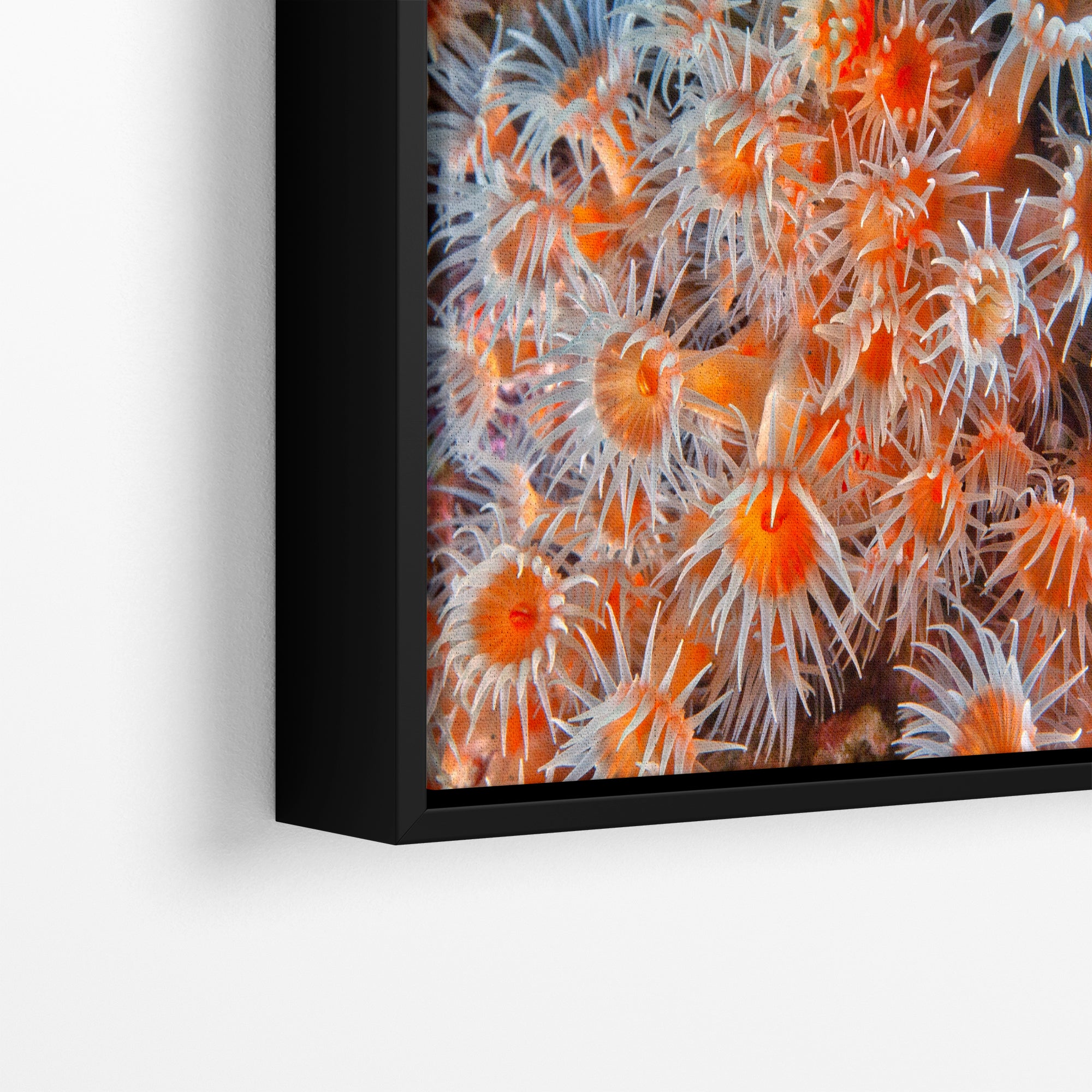 Sea Anemone Picture Ocean Life Underwater Scenery Nature Photo, Vibrant Coral Reef Wall Art, Marine Biology Gift for Ocean Lover
