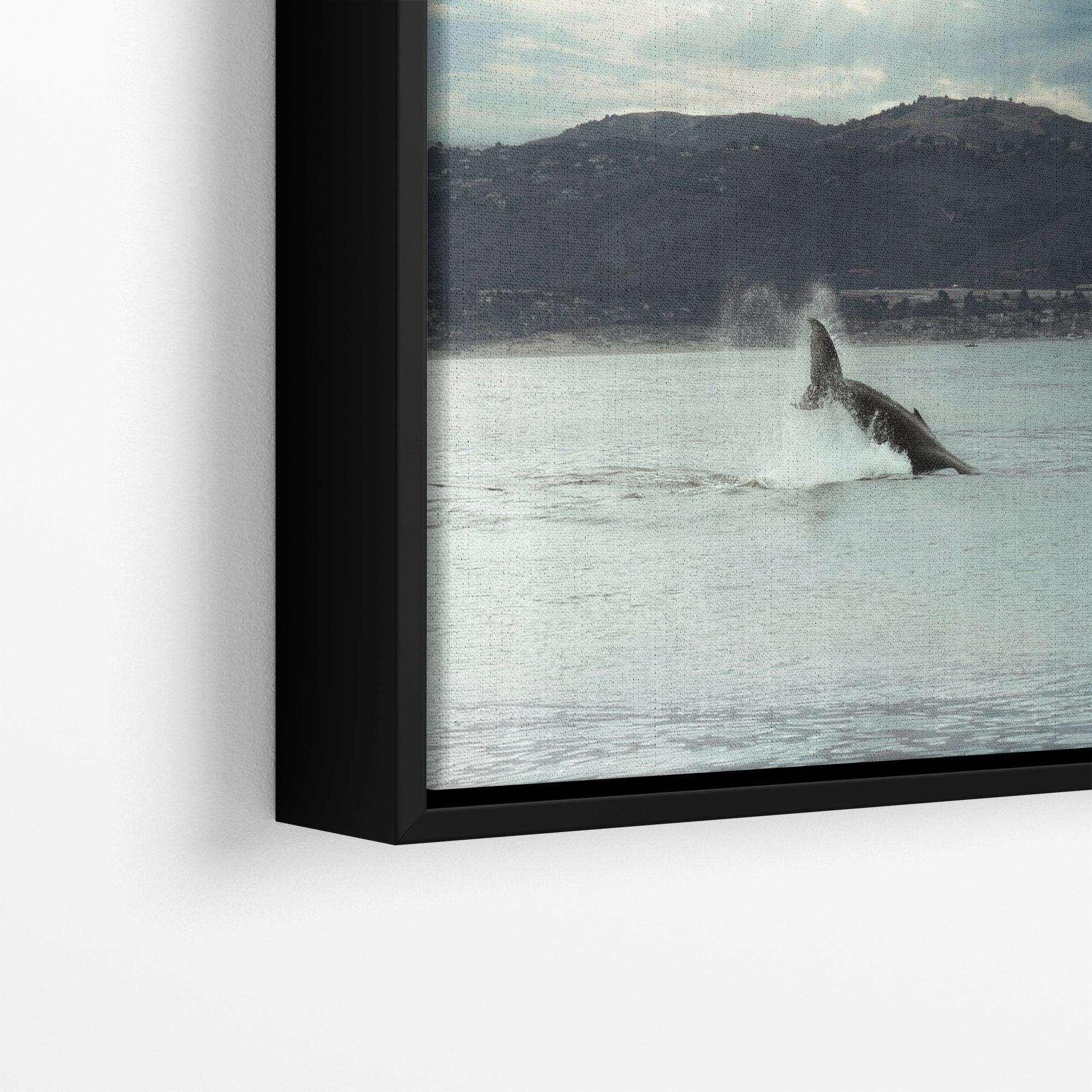 Humpback Whale Marine Mammal Wildlife Photography, Ocean Nature Art, Marine Conservation, Dolphin & Sea Life Gift, House Decor