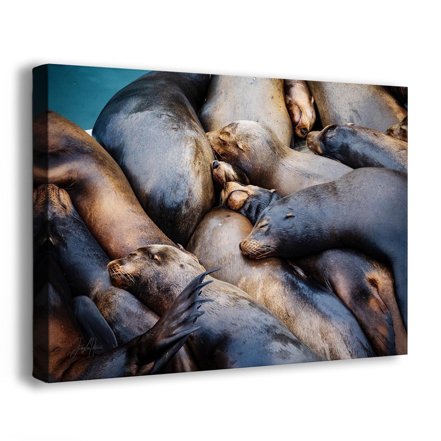 California Sea Lion Marine Mammal Wildlife Photography Wall Art - Ocean Animals Nursery Decor Coastal Home Artwork, Marine Biology Print
