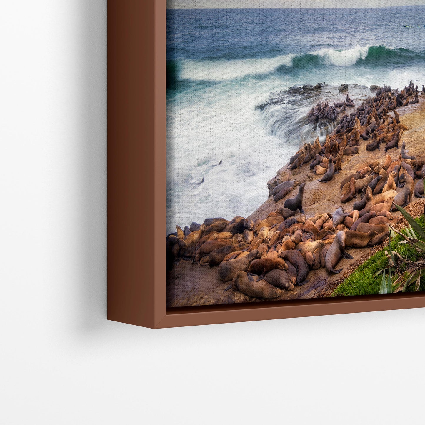 California Sea Lion Marine Mammal Wildlife Photography | Calming Nature Ocean Picture, Relaxation Artwork, La Jolla Coast, Nature Photo