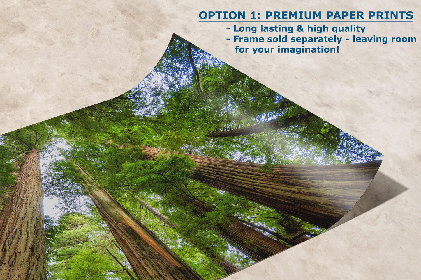 Redwood Trees Forest Picture Nature Photo | Forest Bathing Relaxation Decor for Meditation, House, and Office
