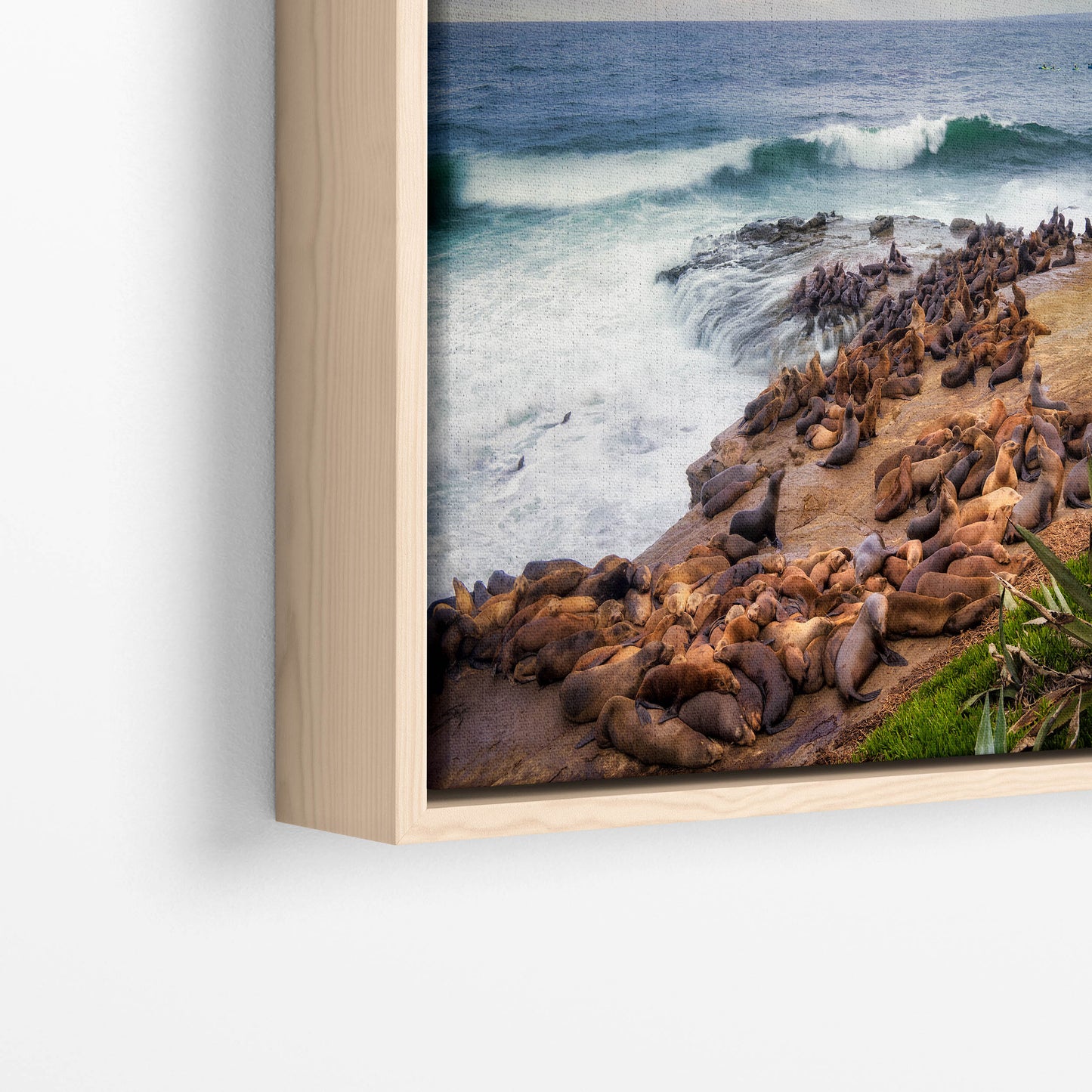 California Sea Lion Marine Mammal Wildlife Photography | Calming Nature Ocean Picture, Relaxation Artwork, La Jolla Coast, Nature Photo