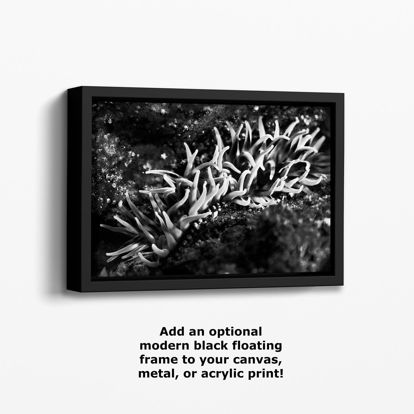 Sea Anemone Picture Ocean Life Underwater Scenery Nature Photo, Marine Biology Decor, Black and White Coral Reef Art for Marine Enthusiasts