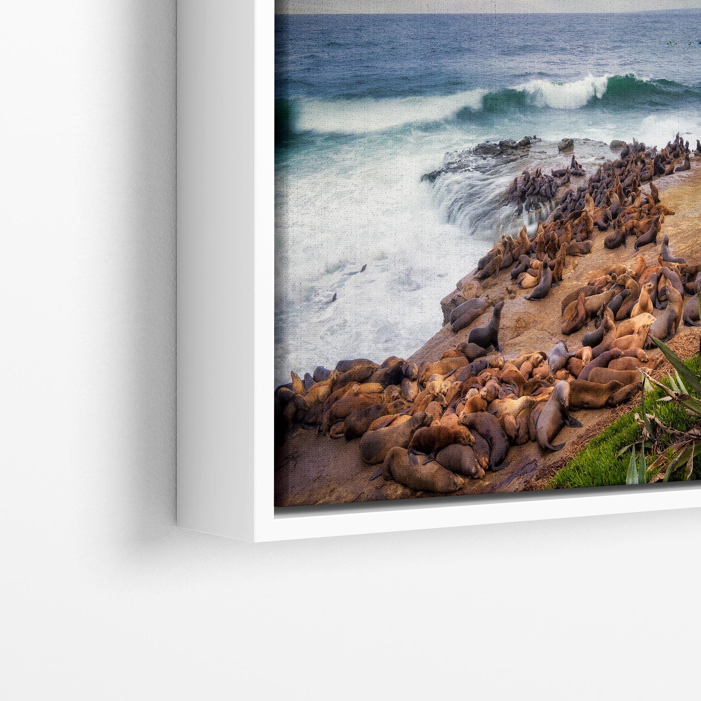 California Sea Lion Marine Mammal Wildlife Photography | Calming Nature Ocean Picture, Relaxation Artwork, La Jolla Coast, Nature Photo