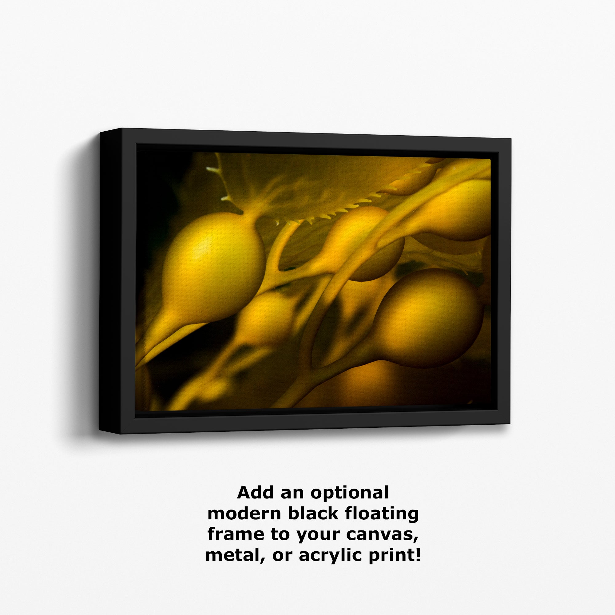 Kelp Forest Seaweed Pictures Underwater Scenery, Ocean Life Marine Biology Nature Photo Relaxation Artwork Decor for Office Dorm Room Decor