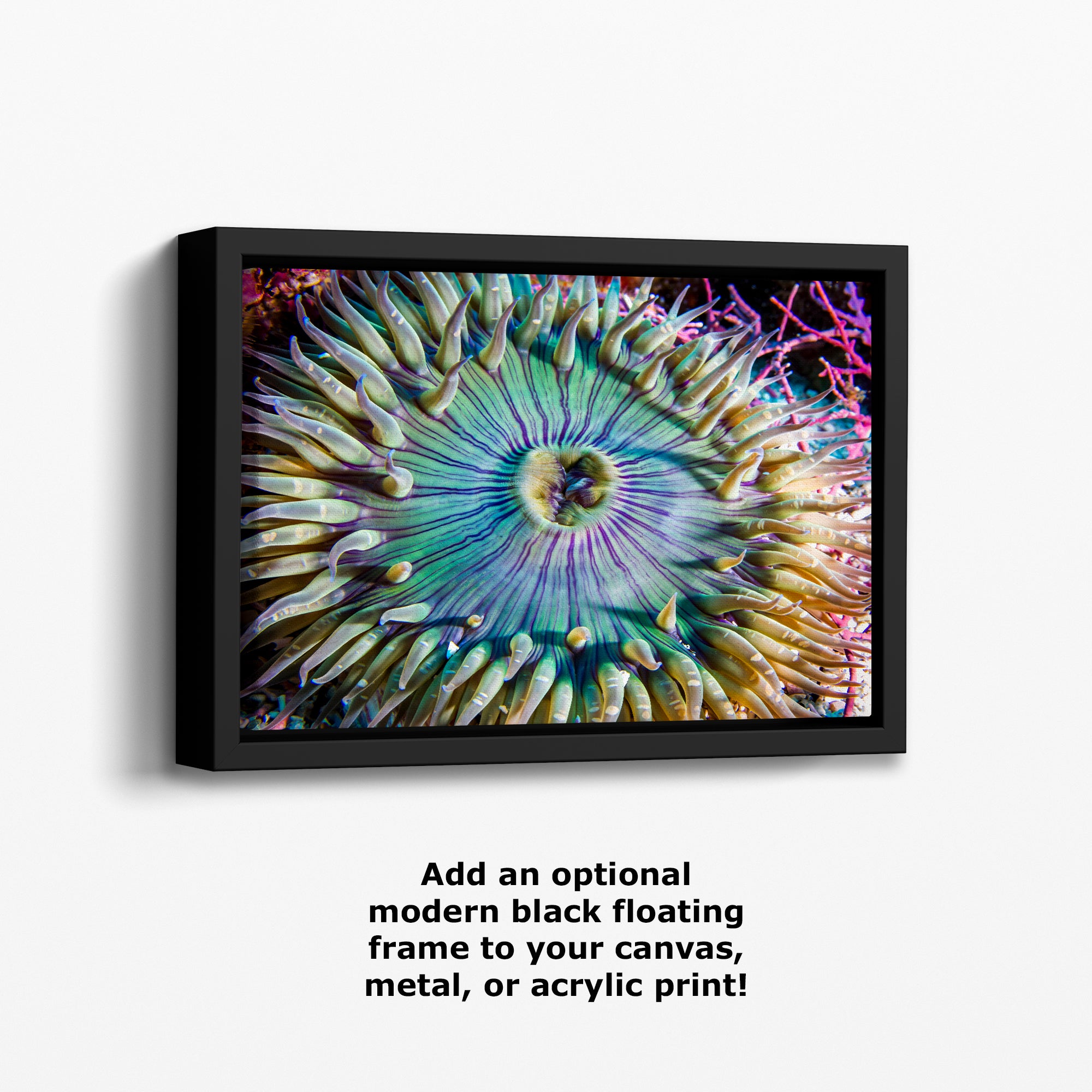 Sea Anemone Picture Ocean Life Underwater Scenery Nature Photo, Marine Biology Coral Reef Art