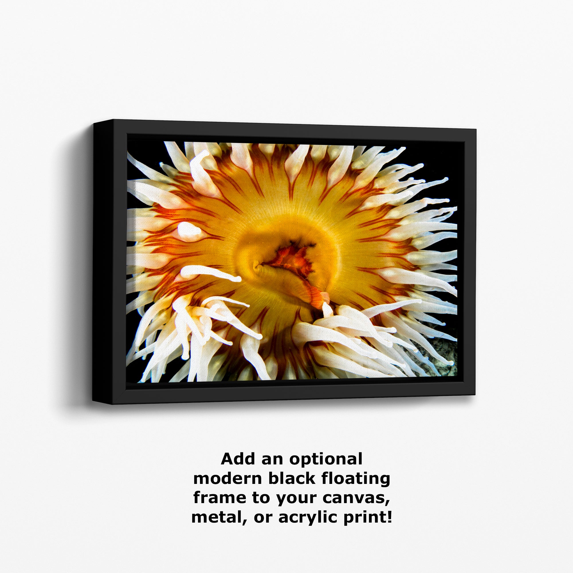 Sea Anemone Picture Ocean Life Underwater Scenery Nature Photo, Marine Biology Coral Reef Art