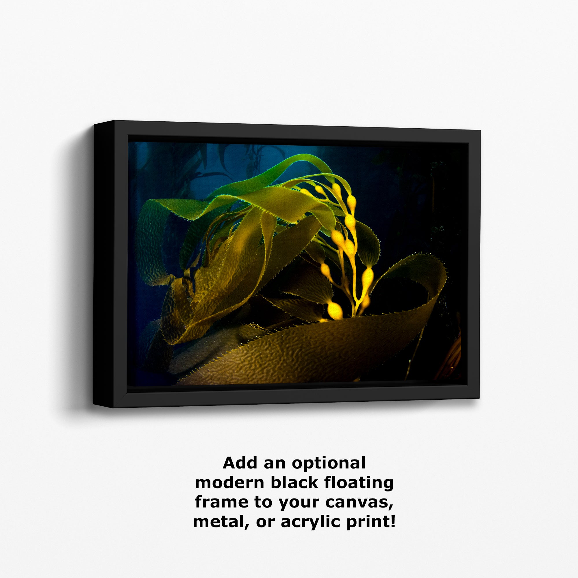 Kelp forest seaweed pictures underwater scenery, ocean life marine biology art, relaxation decor, ocean lover gift, deep sea nature photo