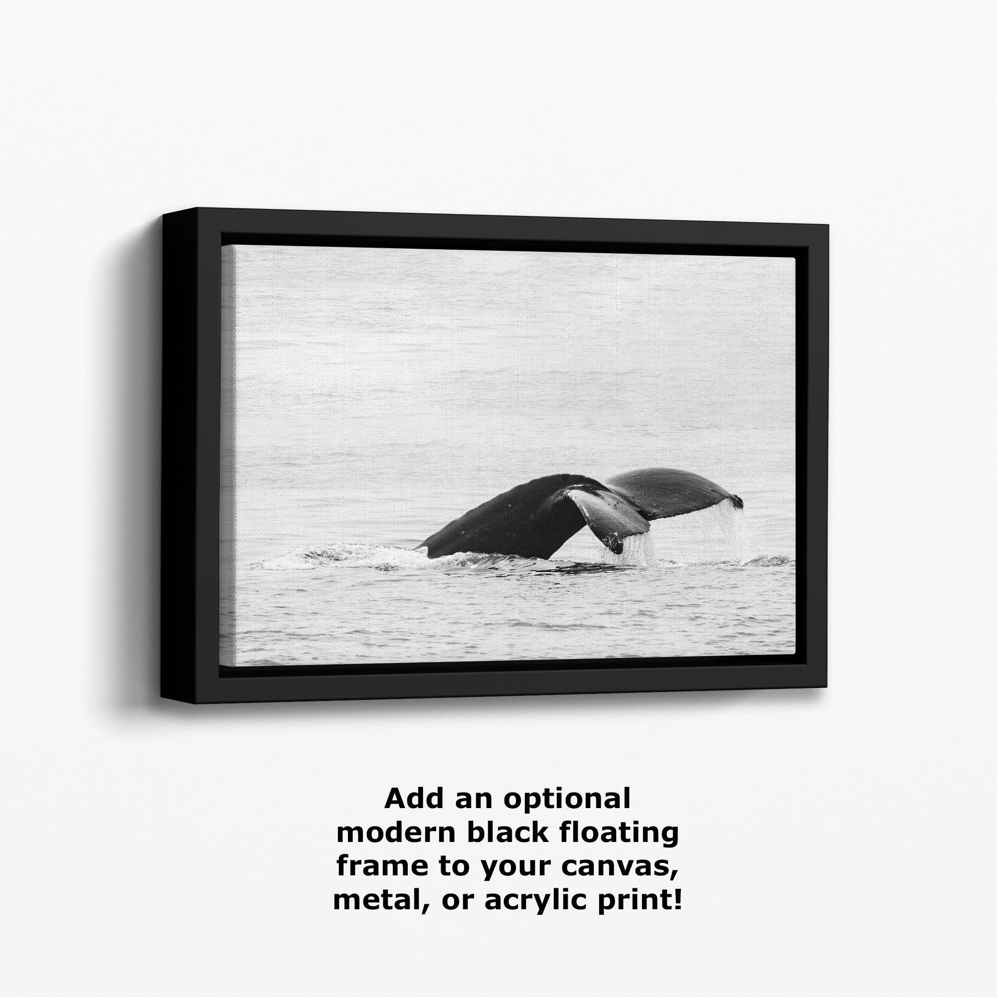 Humpback Whale Marine Mammal Wildlife Photography, Black and White, Monterey Bay Ocean Scene Art Print for Nature Lovers and Marine Conservation Decor