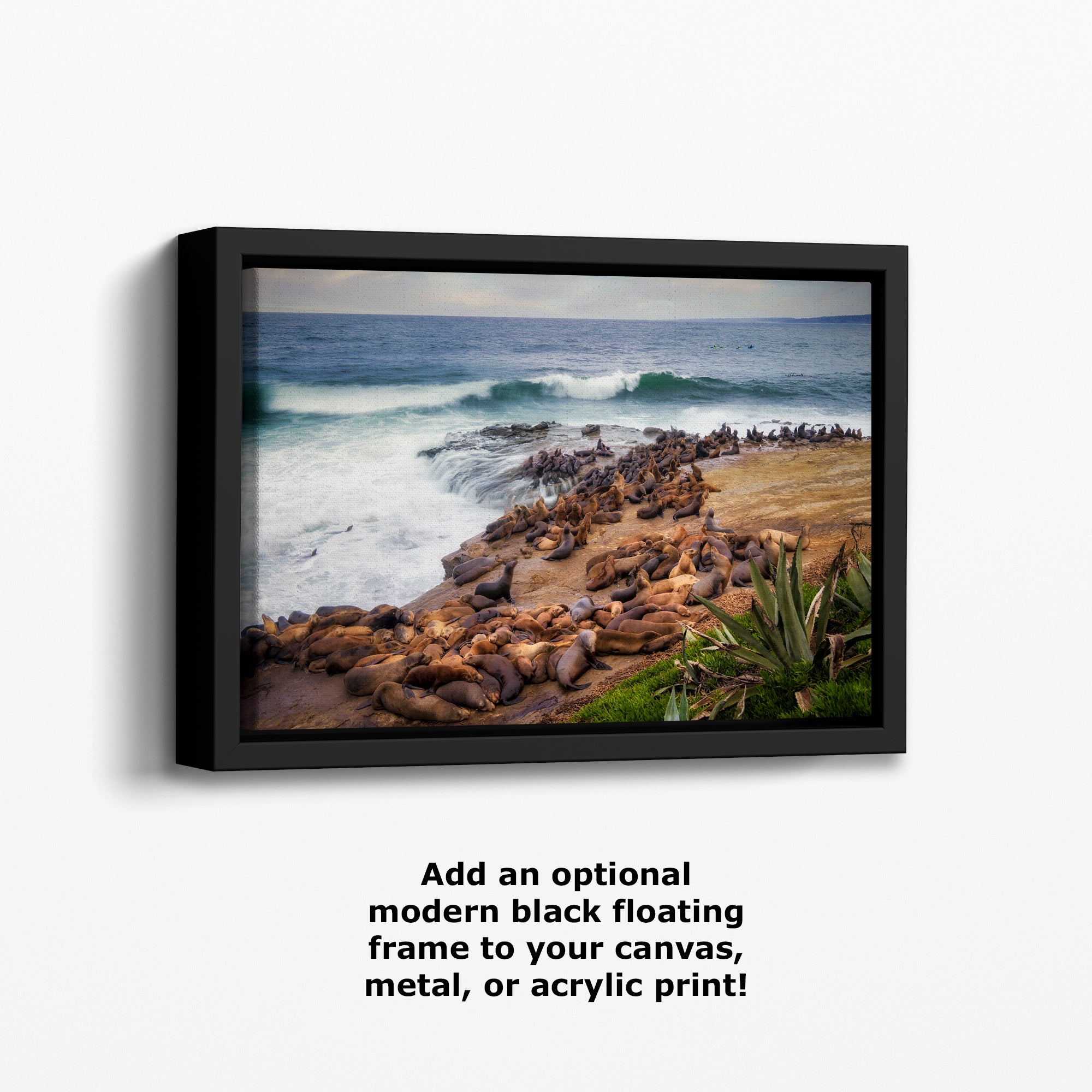 California Sea Lion Marine Mammal Wildlife Photography | Calming Nature Ocean Picture, Relaxation Artwork, La Jolla Coast, Nature Photo