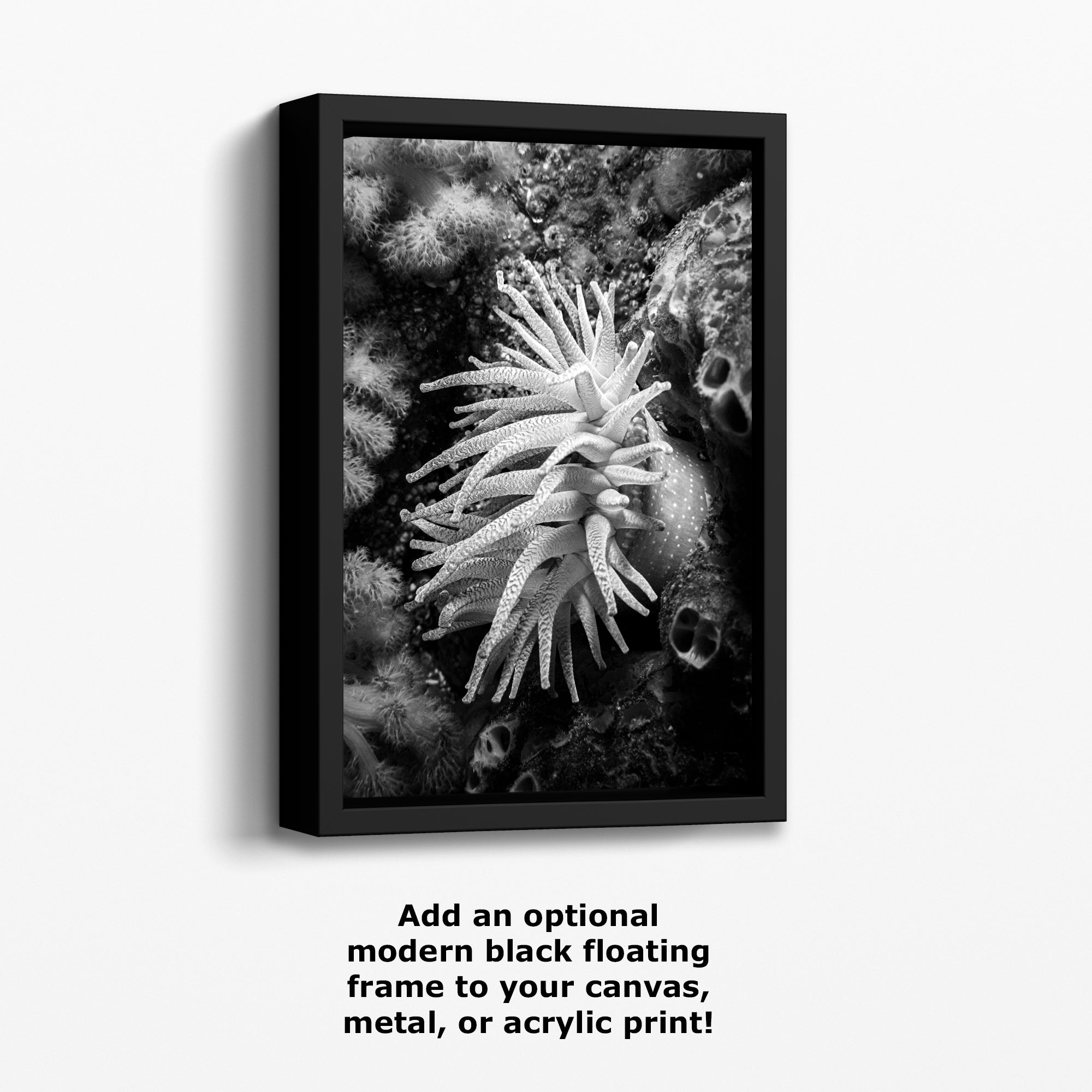 Sea Anemone Picture Ocean Life Underwater Scenery Nature Photo Black and White Art for Marine Biology, Ocean Lovers, and Relaxation Decor