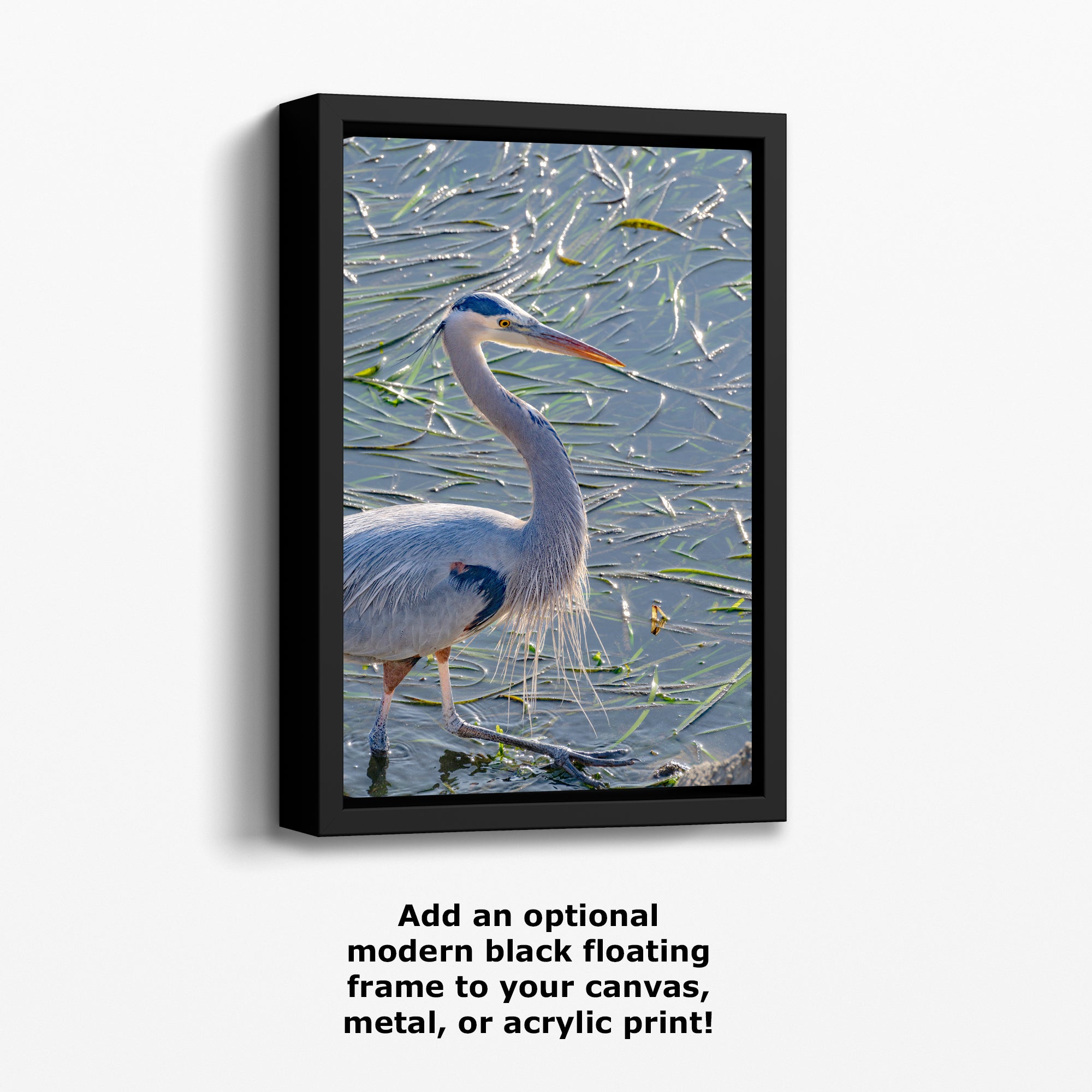 Great Blue Heron Art Wildlife Photography, Nature Wall Decor for Bird Lovers, Ocean Conservation, Relaxing Office or Room Artwork