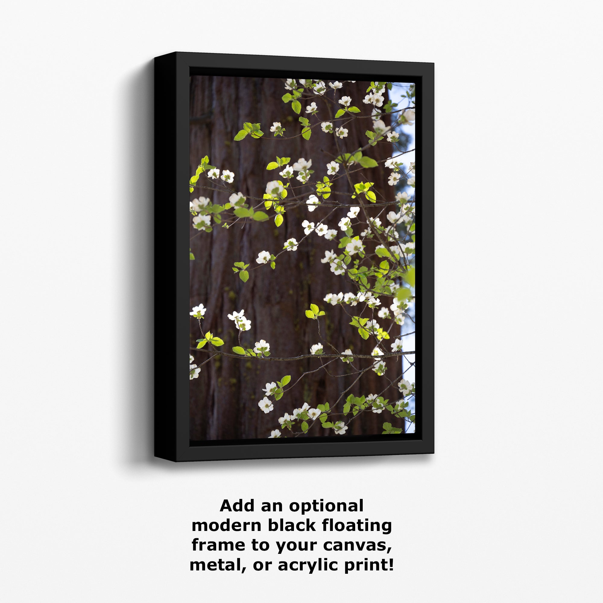 Pacific Dogwood Forest Picture Nature Photo | Yosemite Nature Canvas Print, Forest Bathing for Meditation, Relaxation, Dorm Room Decor