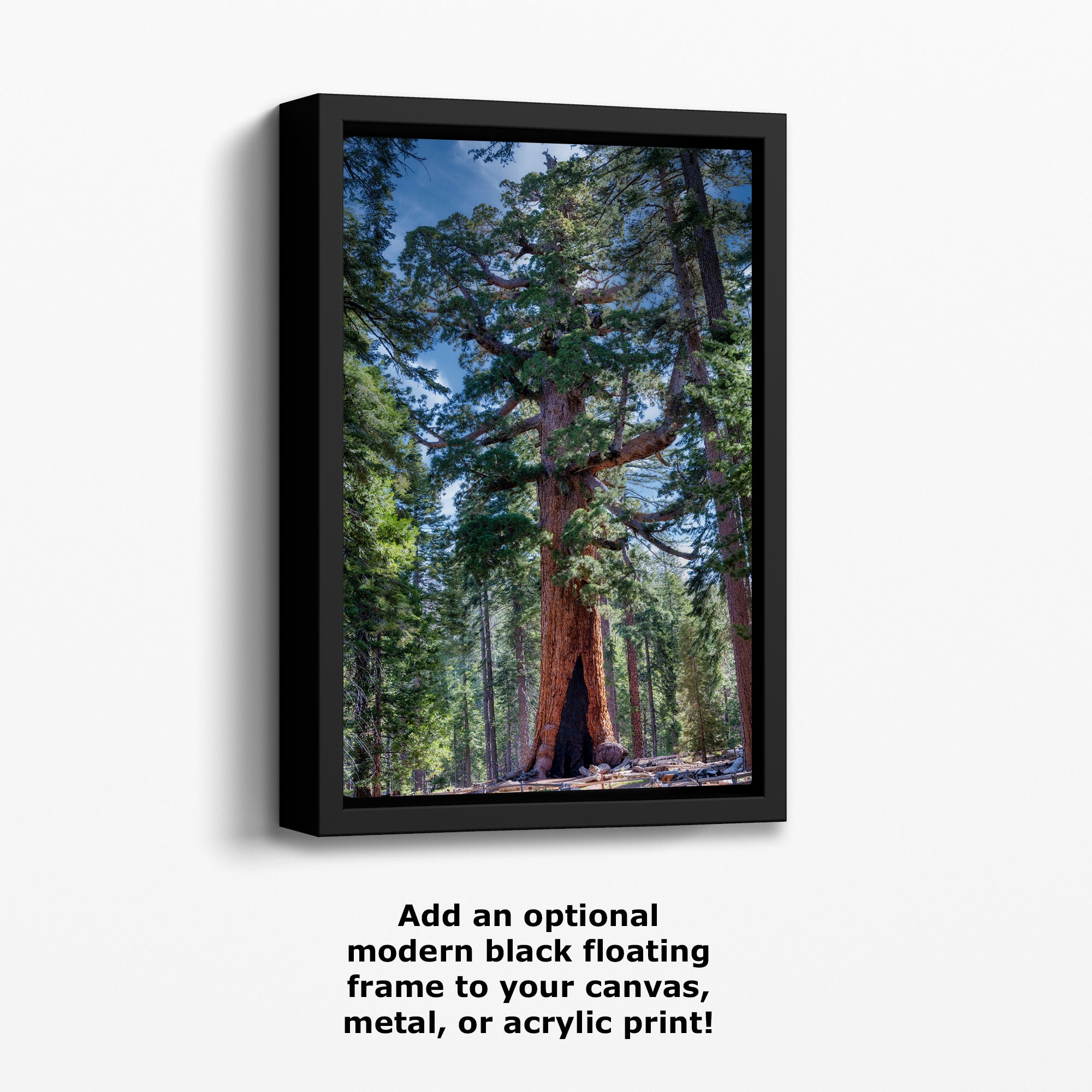 Giant Sequoia Tree Forest Picture Nature Photo, Yosemite Redwood Trees, Mariposa Grove Tree Hugger Decor, Forest Bathing for Relaxation