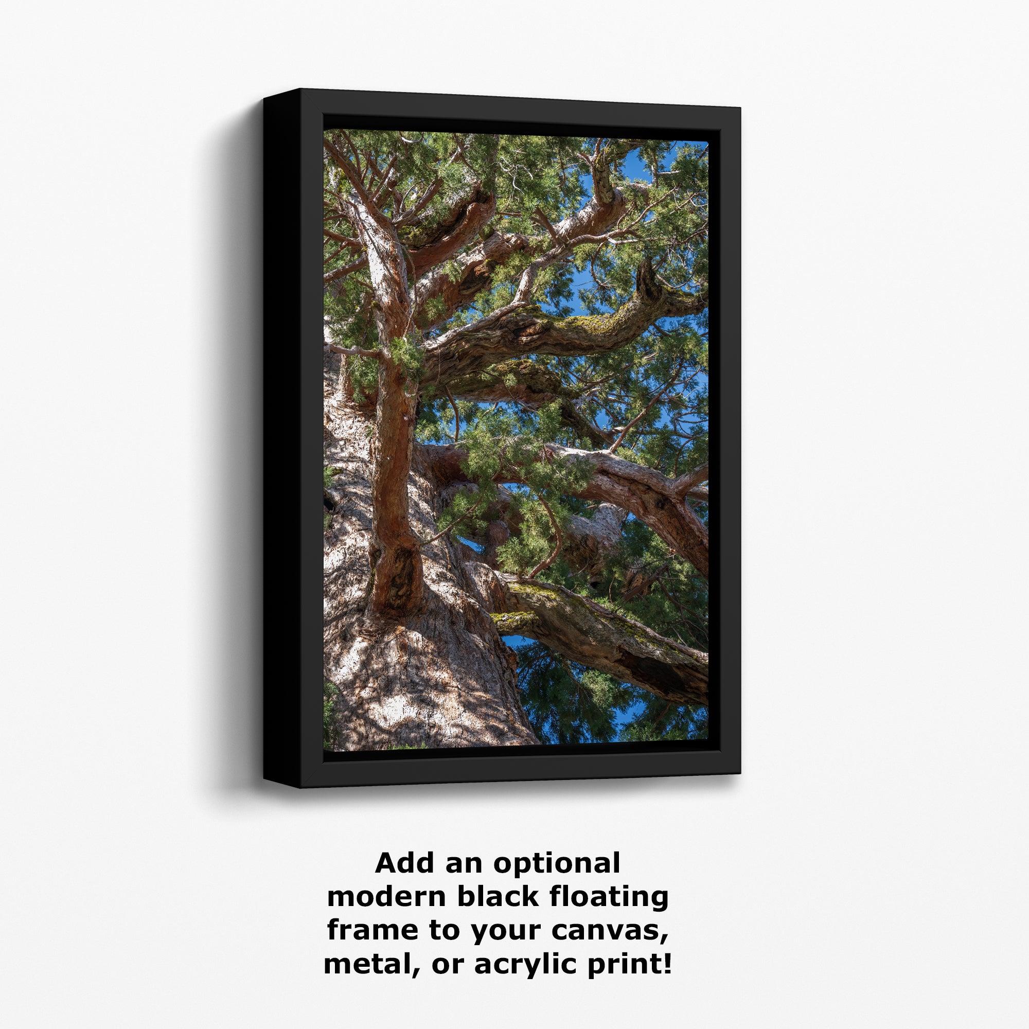 Giant Sequoia Tree Forest Picture Nature Photo, Yosemite Mariposa Grove Redwood Trees, Forest Bathing Relaxation Artwork for Nature Lovers