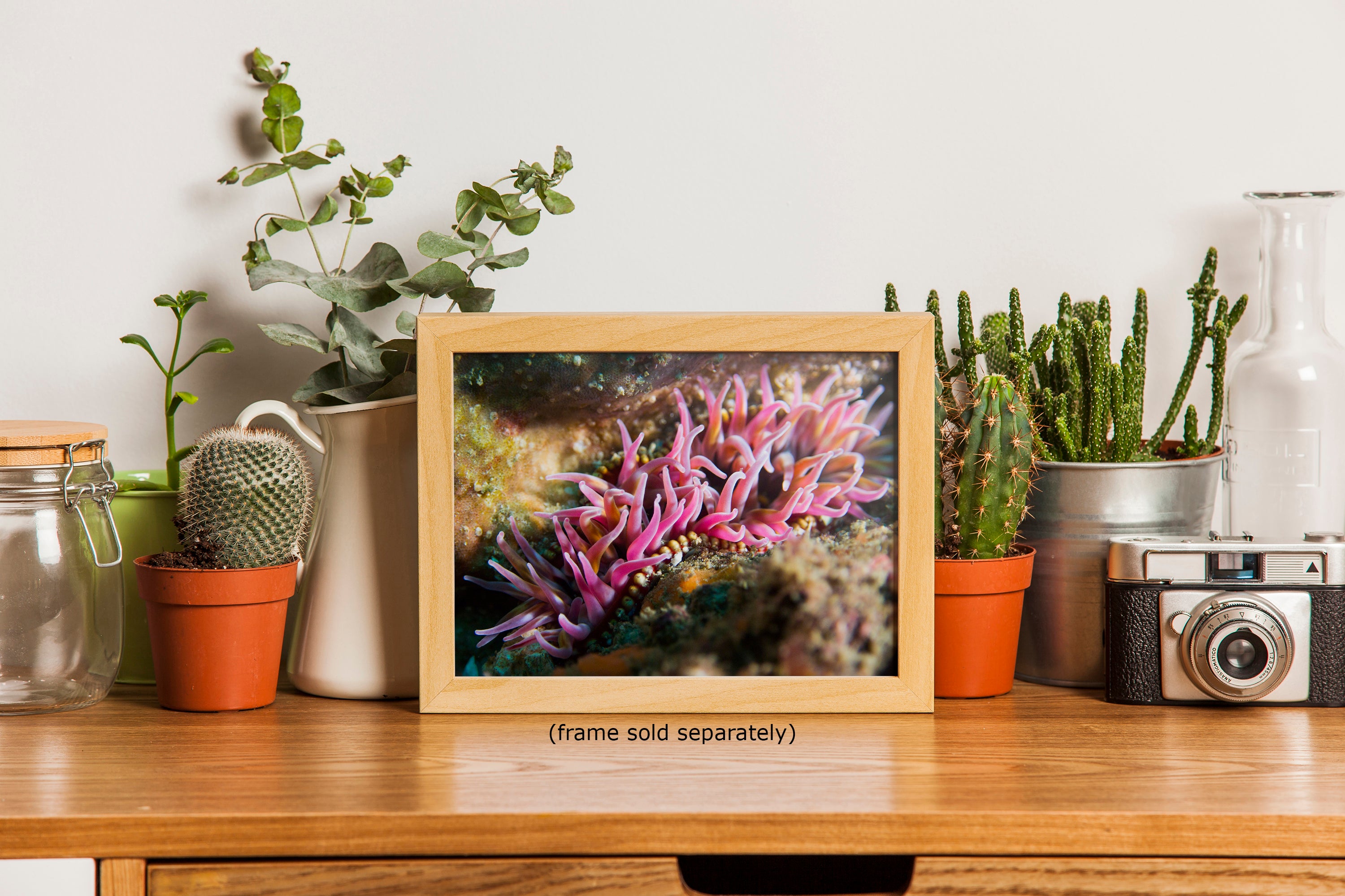 Sea Anemone Picture Ocean Life Underwater Scenery Nature Photo, Marine Biology Coral Reef Art, Vibrant Marine Wildlife Wall Decor