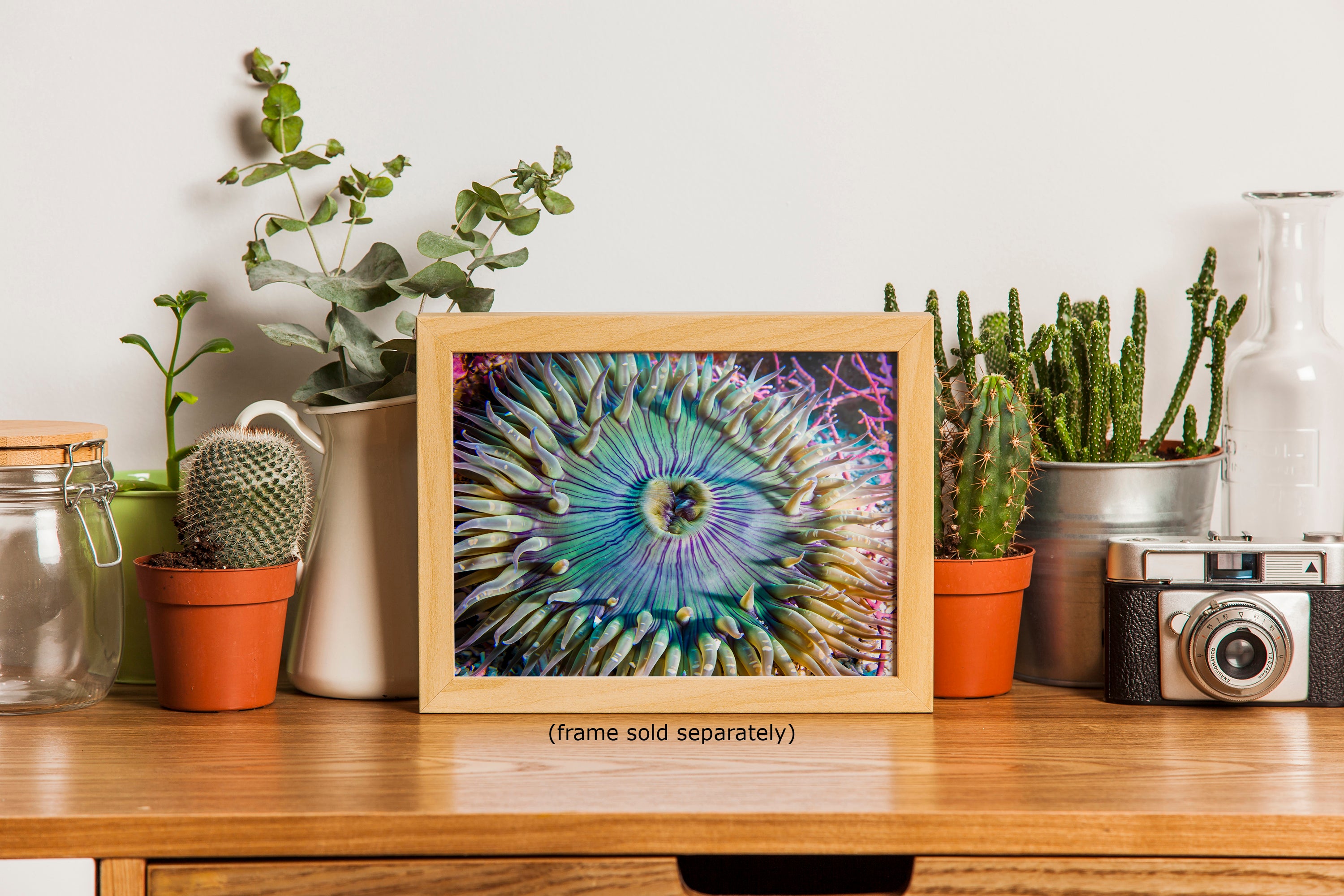 Sea Anemone Picture Ocean Life Underwater Scenery Nature Photo, Marine Biology Coral Reef Art