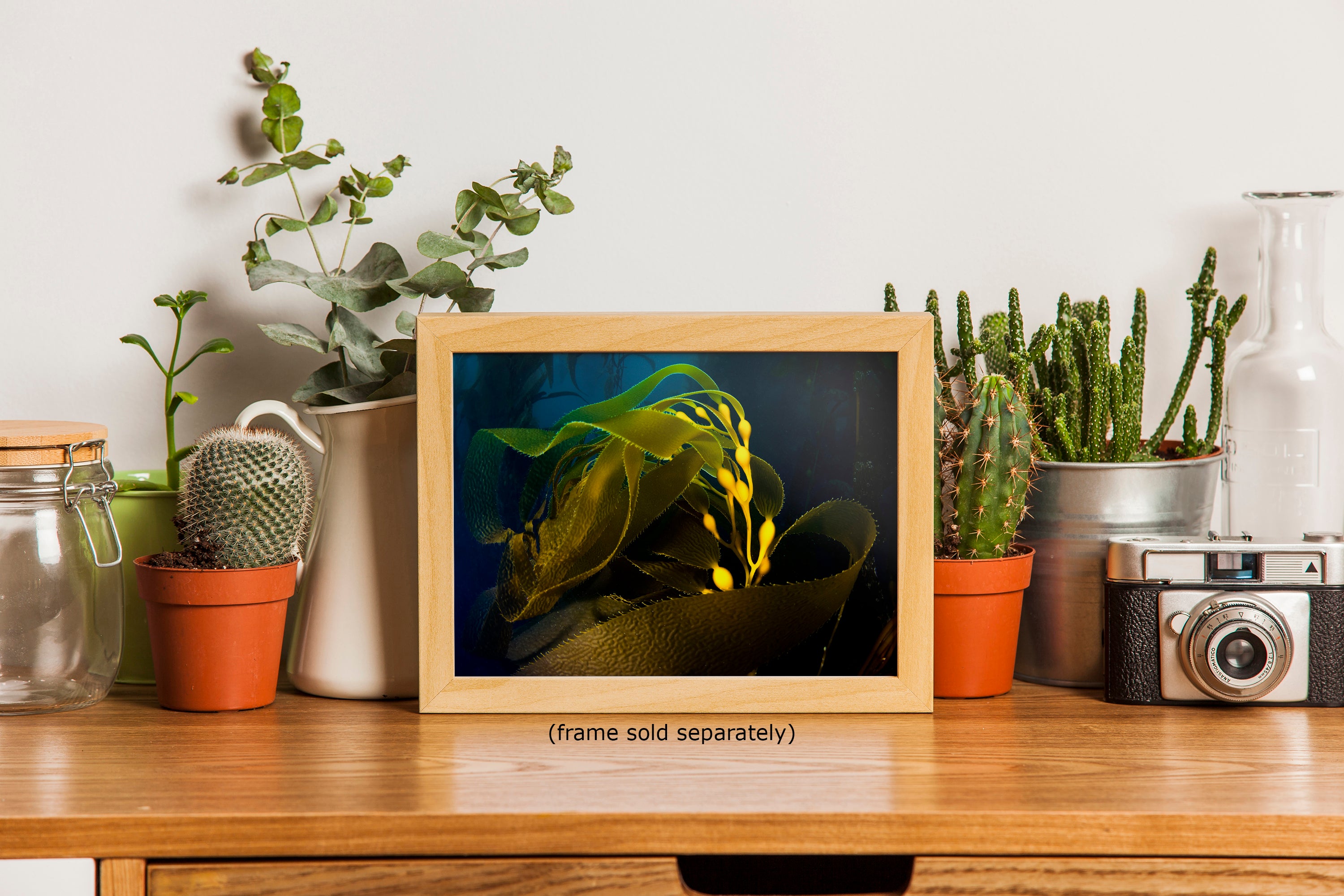 Kelp forest seaweed pictures underwater scenery, ocean life marine biology art, relaxation decor, ocean lover gift, deep sea nature photo