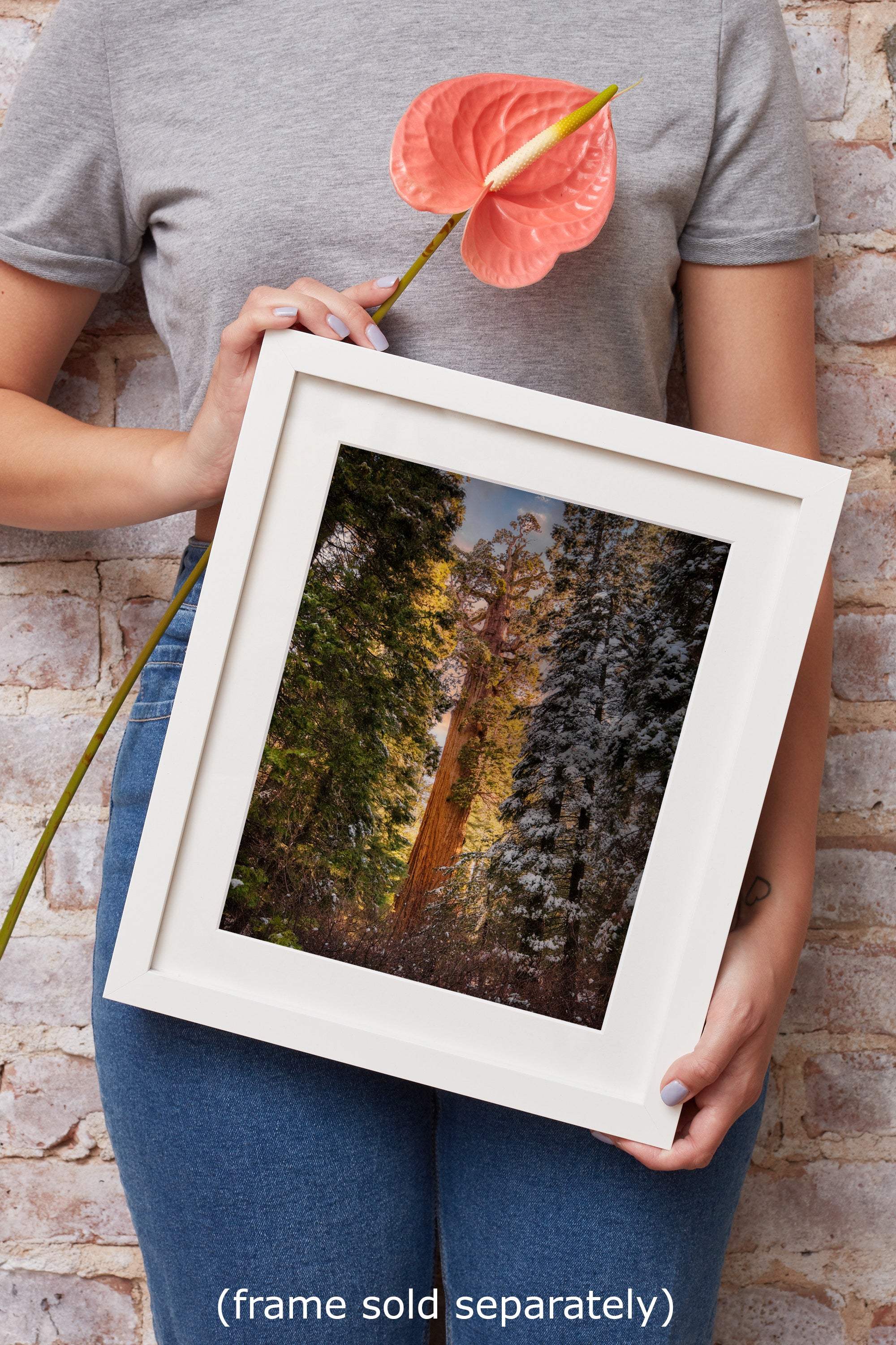 Giant Sequoia Tree Forest Picture Nature Photo, Redwood Tree Wall Art, Forest Bathing Decor, Bohemian Style Relaxation Artwork