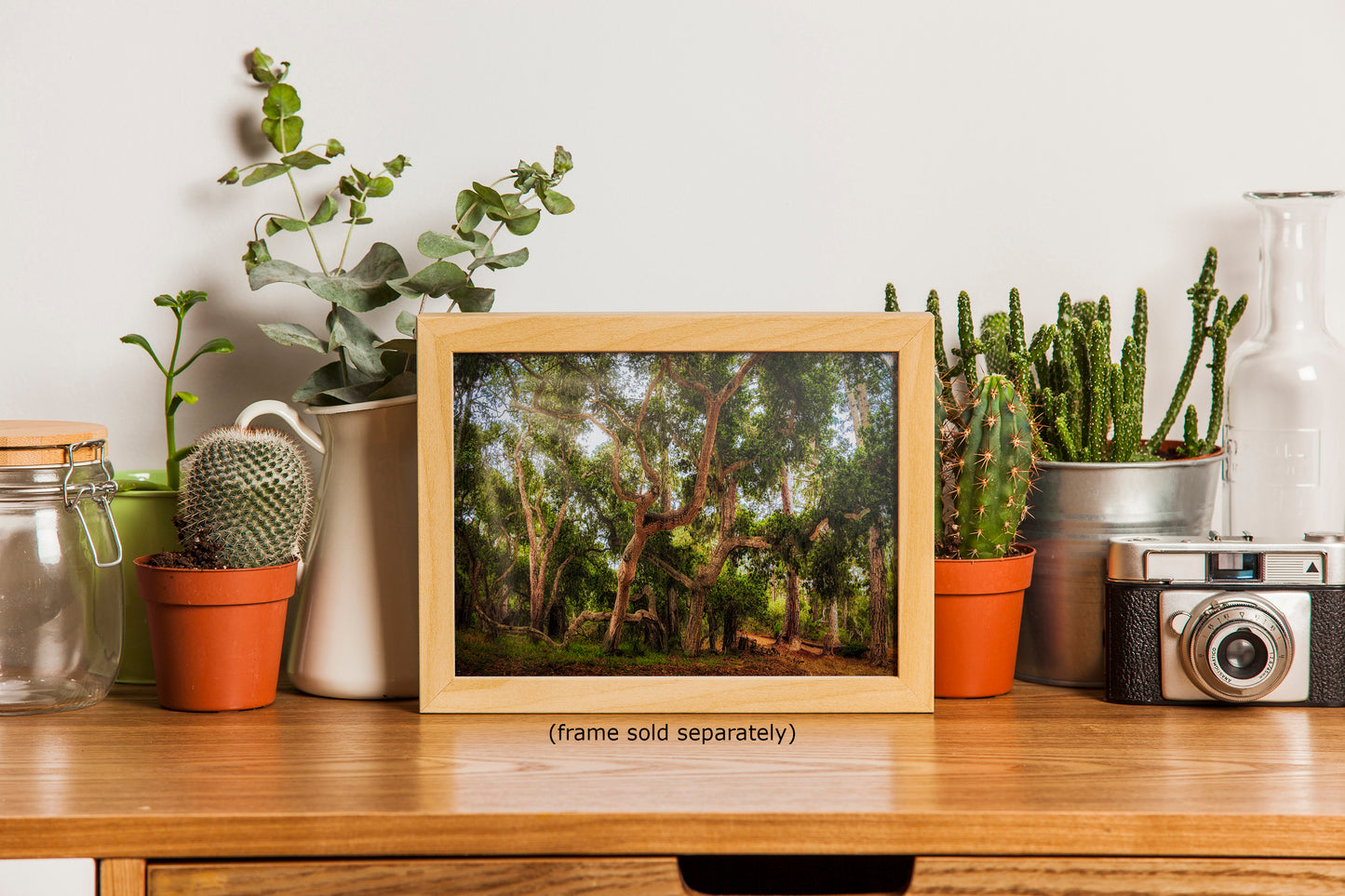 Coast Live Oak Forest Picture Nature Photo House Decor, Forest Bathing for Meditation, Relaxation, Dorm Room Decor