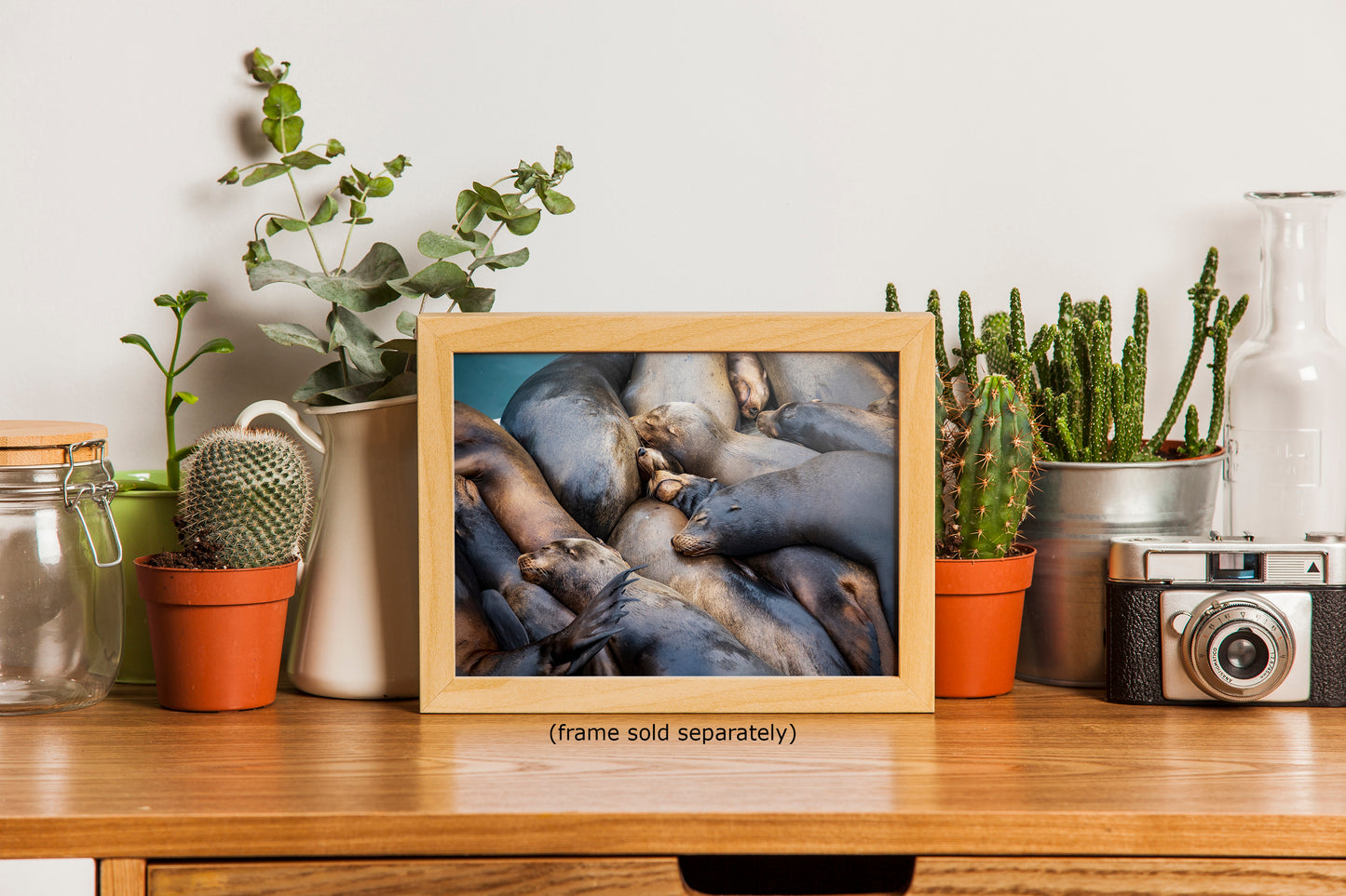 California Sea Lion Marine Mammal Wildlife Photography Wall Art - Ocean Animals Nursery Decor Coastal Home Artwork, Marine Biology Print