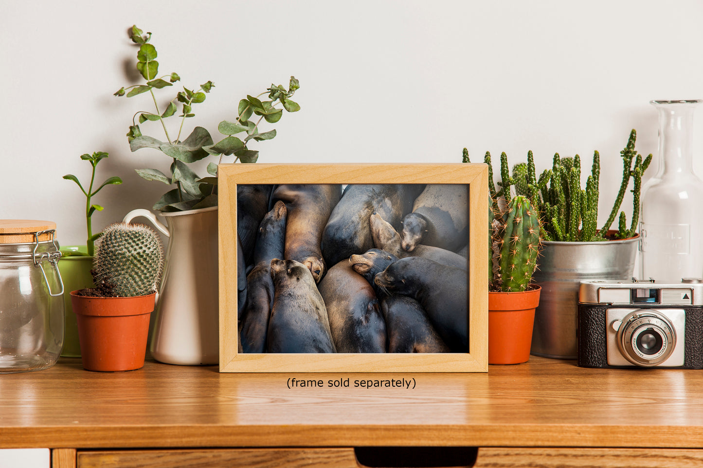 California Sea Lion Marine Mammal Wildlife Photography, Ocean Animals Nursery Decor, Relaxation Artwork for Beach-Themed Rooms