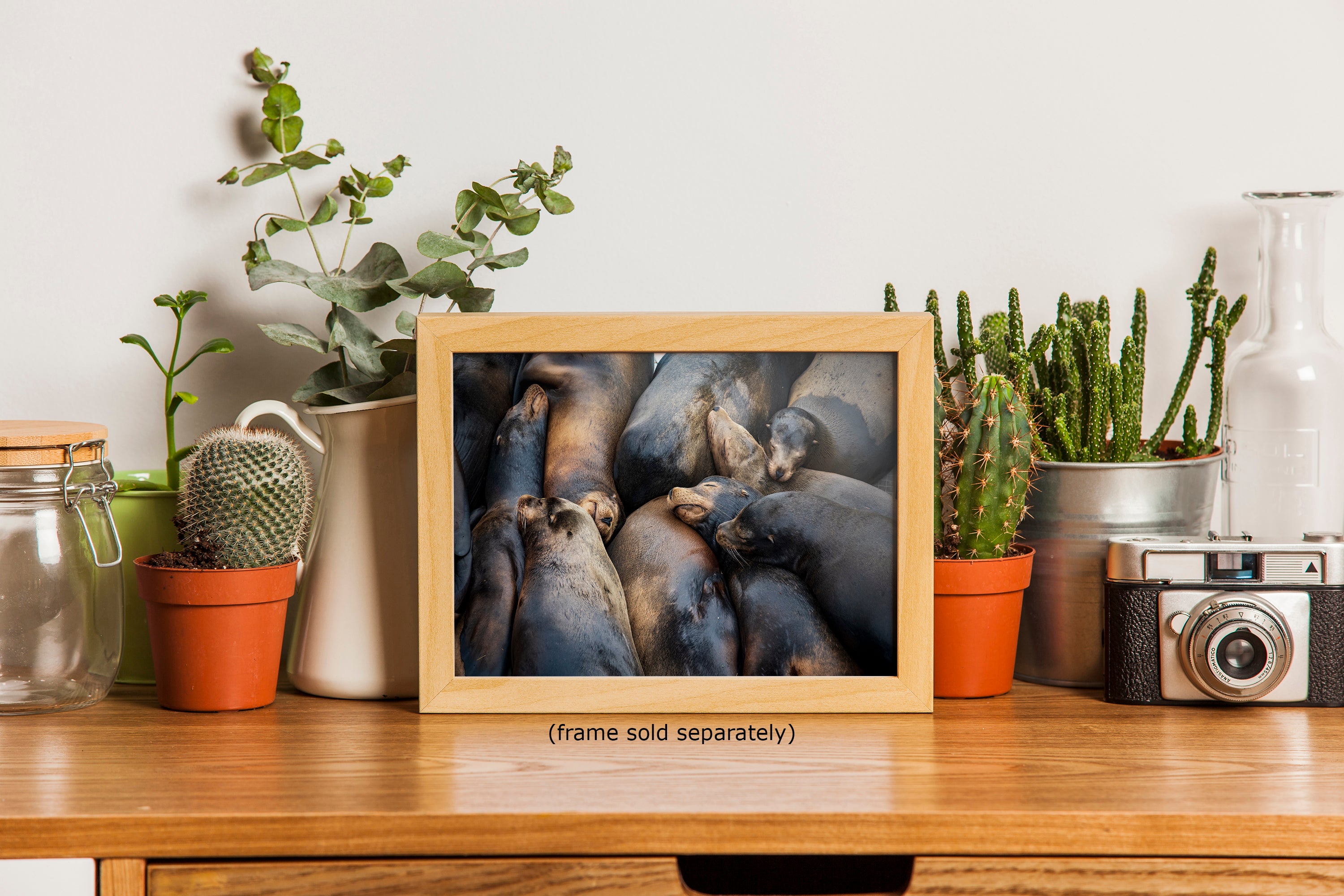 California Sea Lion Marine Mammal Wildlife Photography, Ocean Animals Nursery Decor, Relaxation Artwork for Beach-Themed Rooms