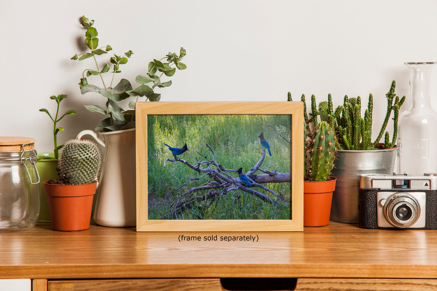 Steller Jay Wildlife Photography Print, Bird Wall Art, Nature Photography, Blue Bird Picture, Relaxing Dorm Room or Office Wall Art