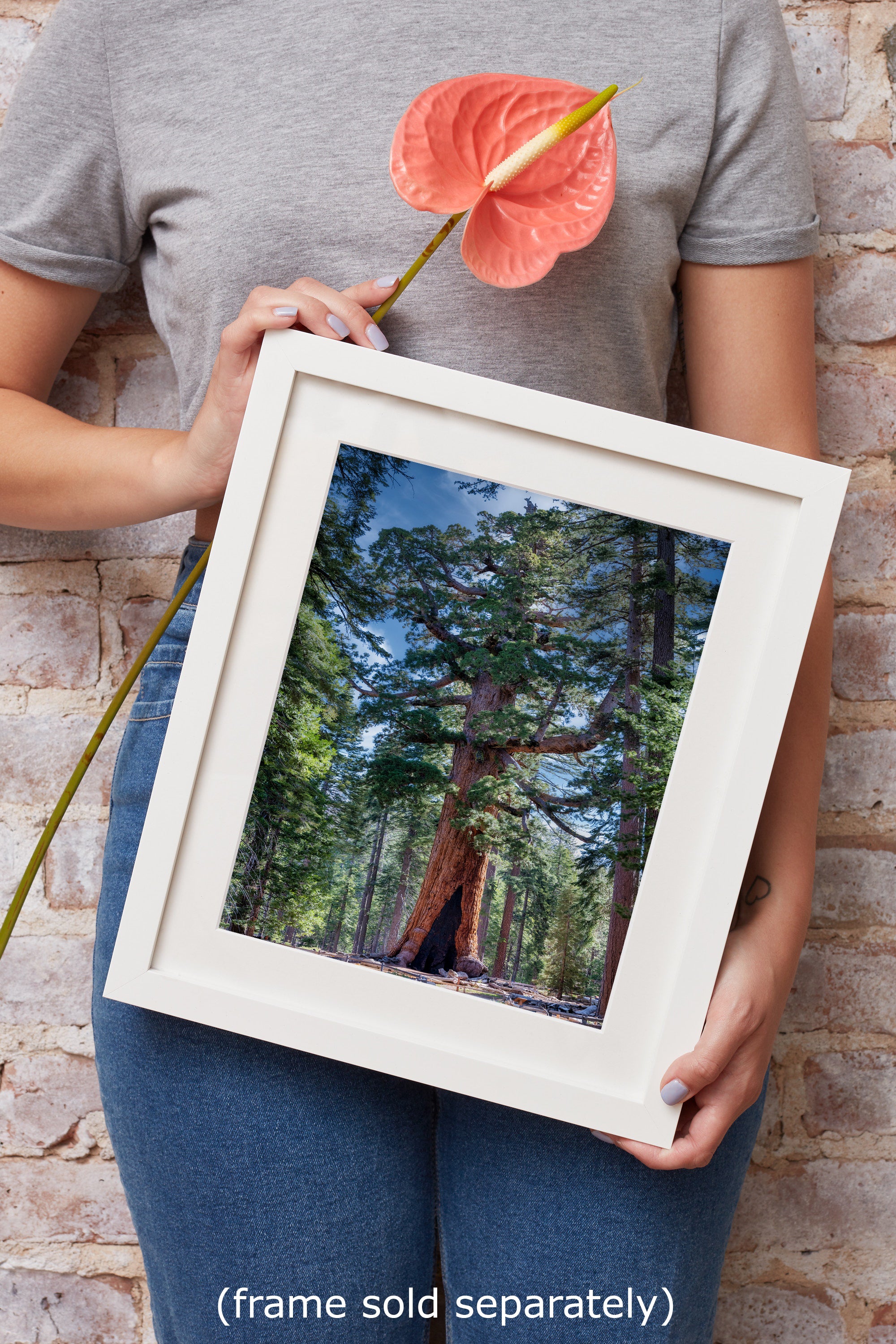 Giant Sequoia Tree Forest Picture Nature Photo, Yosemite Redwood Trees, Mariposa Grove Tree Hugger Decor, Forest Bathing for Relaxation