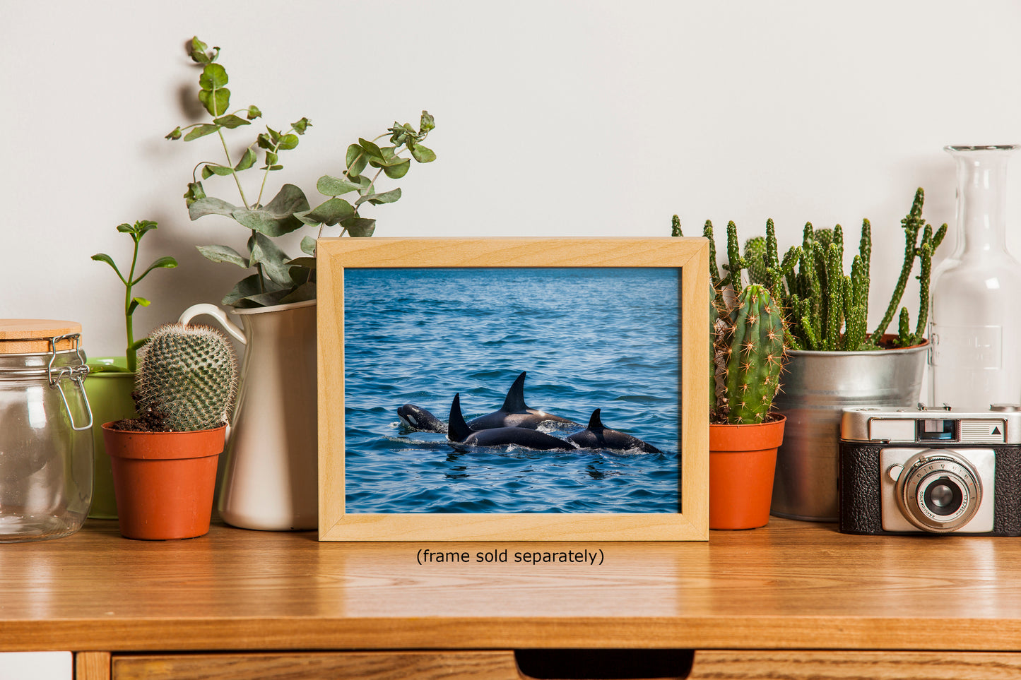 Orca Whale Marine Mammal Wildlife Photography, Killer Whale Ocean Art Print for Nature Lovers and Ocean Enthusiasts