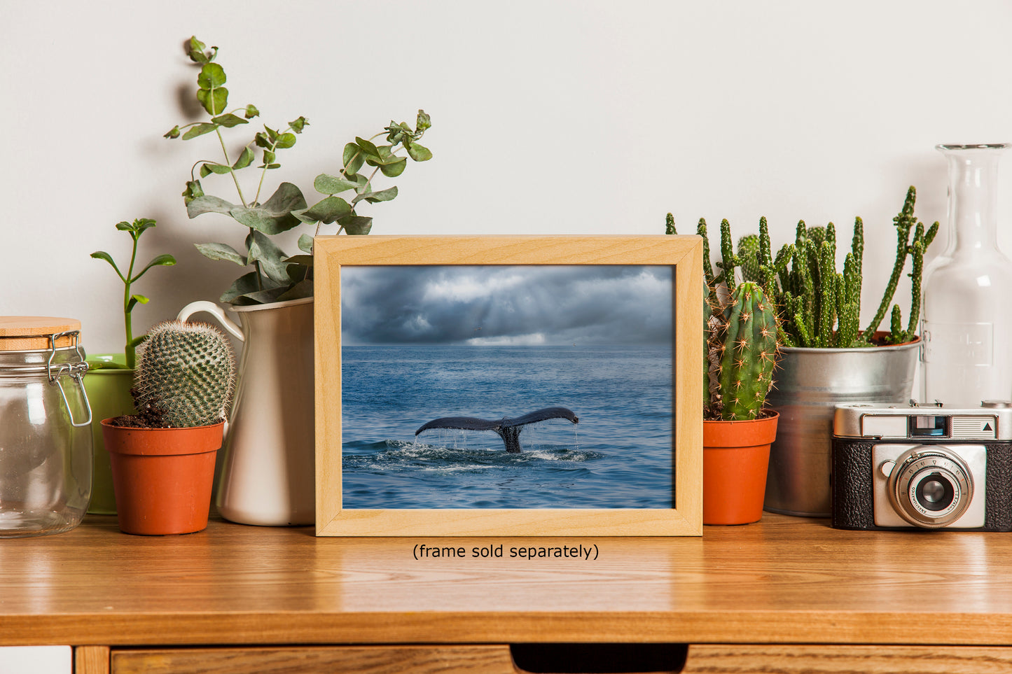 Humpback Whale Marine Mammal Wildlife Photography | Monterey Bay Ocean Scene Art Print for Nature Lovers and Marine Conservation Decor