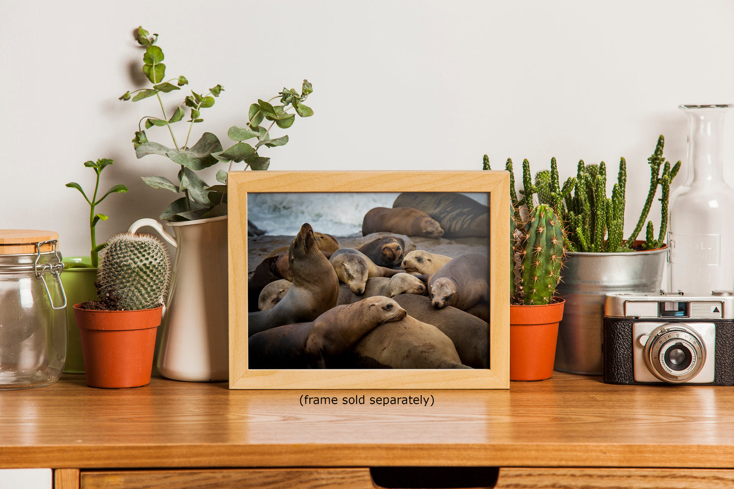 California Sea Lion Marine Mammal Wildlife Photography, Ocean Animals Wall Art, Nature Lover Gift, Marine Biology Artwork