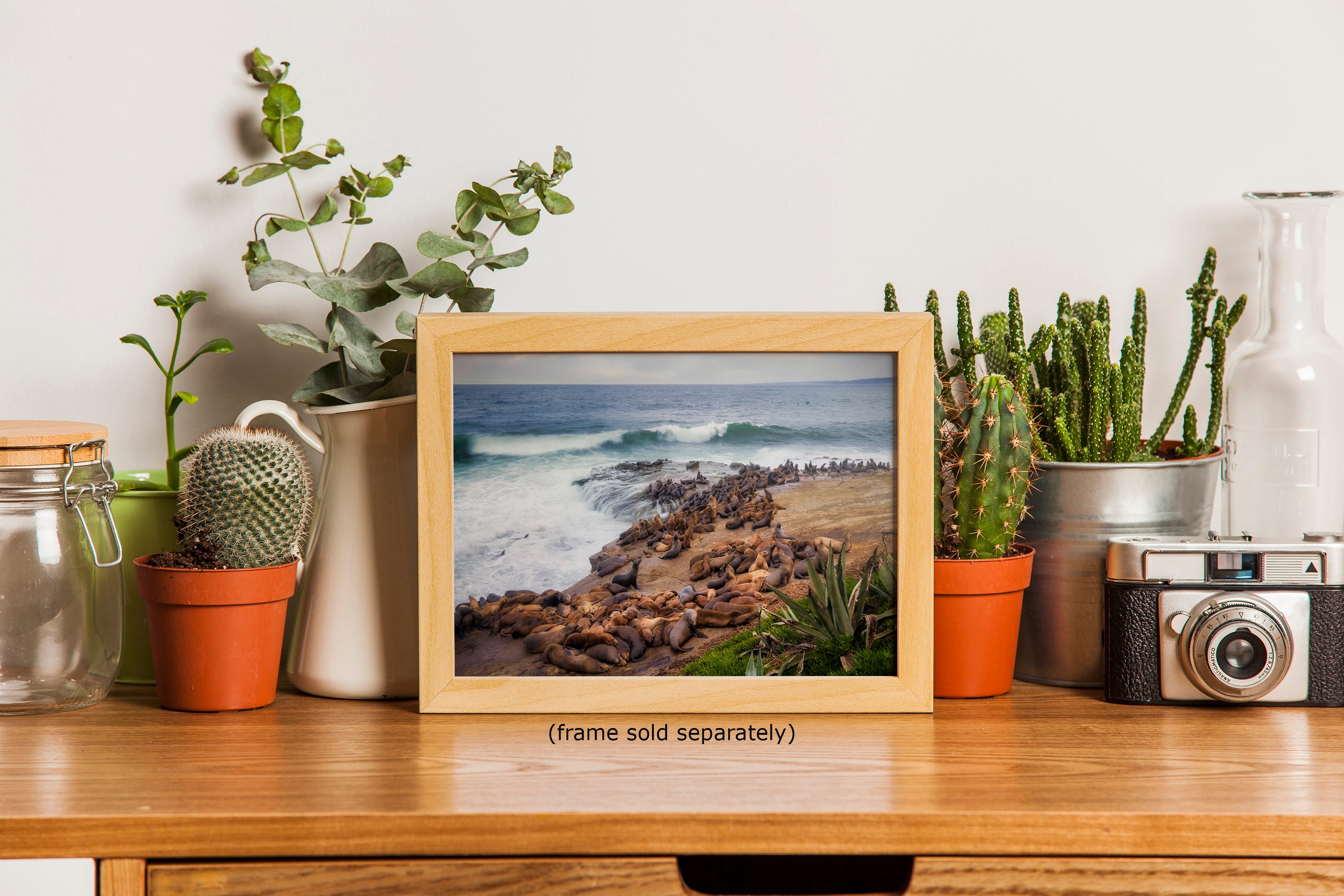 California Sea Lion Marine Mammal Wildlife Photography | Calming Nature Ocean Picture, Relaxation Artwork, La Jolla Coast, Nature Photo