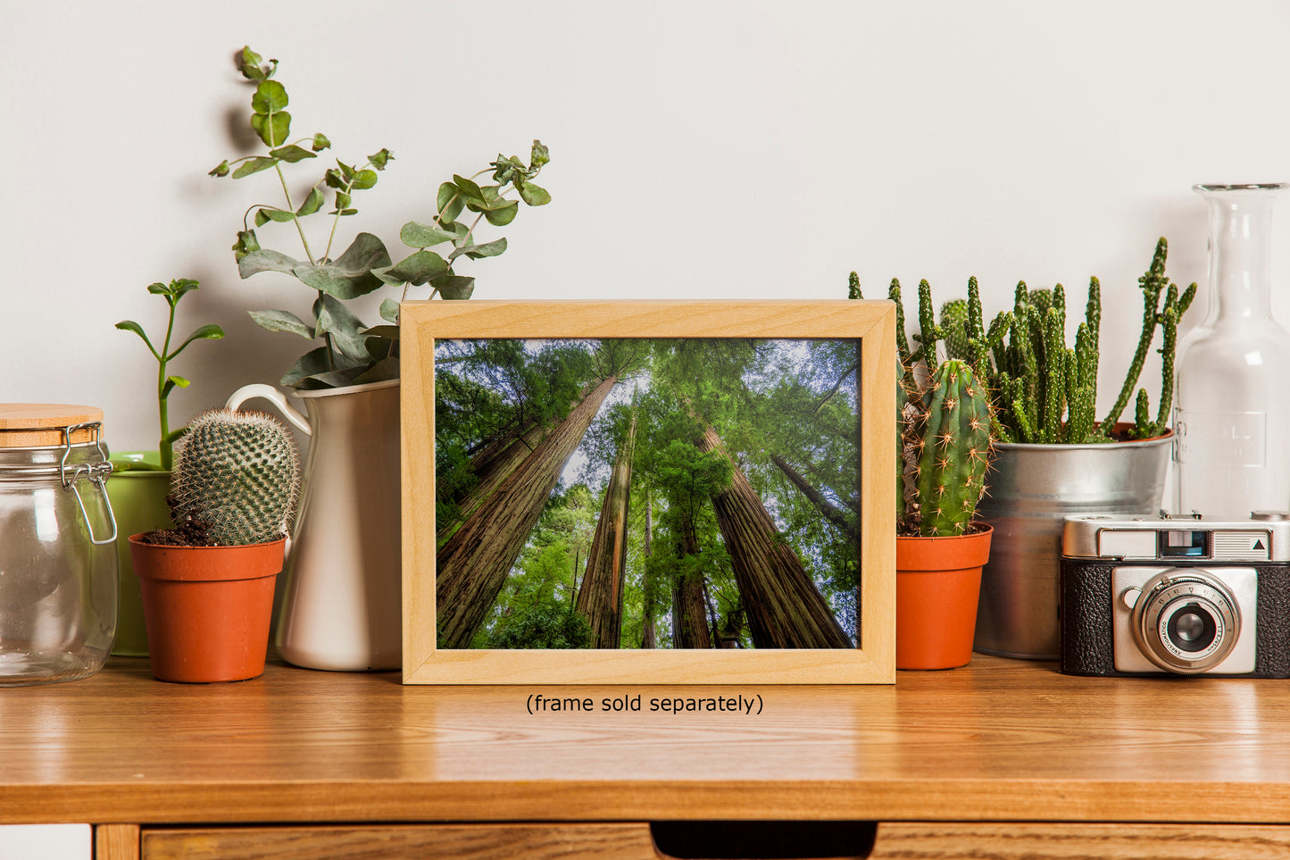 Redwood Trees Forest Picture Nature Photo | Forest Bathing Relaxation Decor for Meditation, House, and Office