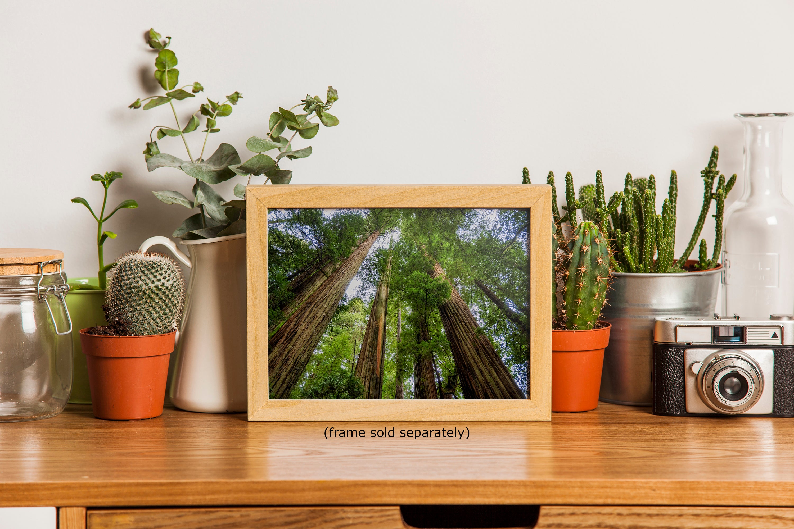 Redwood Trees Forest Picture Nature Photo