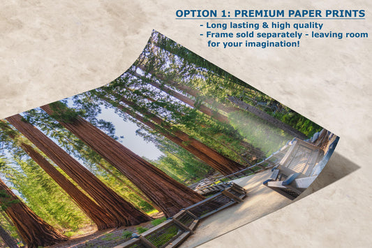 Giant Sequoia Tree Forest Picture Nature Photo | Yosemite Redwood Trees for Nature Lovers & Forest Bathing Relaxation, Meditation Artwork