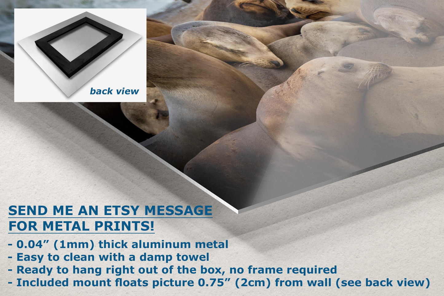 California Sea Lion Marine Mammal Wildlife Photography, Ocean Animals Wall Art, Nature Lover Gift, Marine Biology Artwork