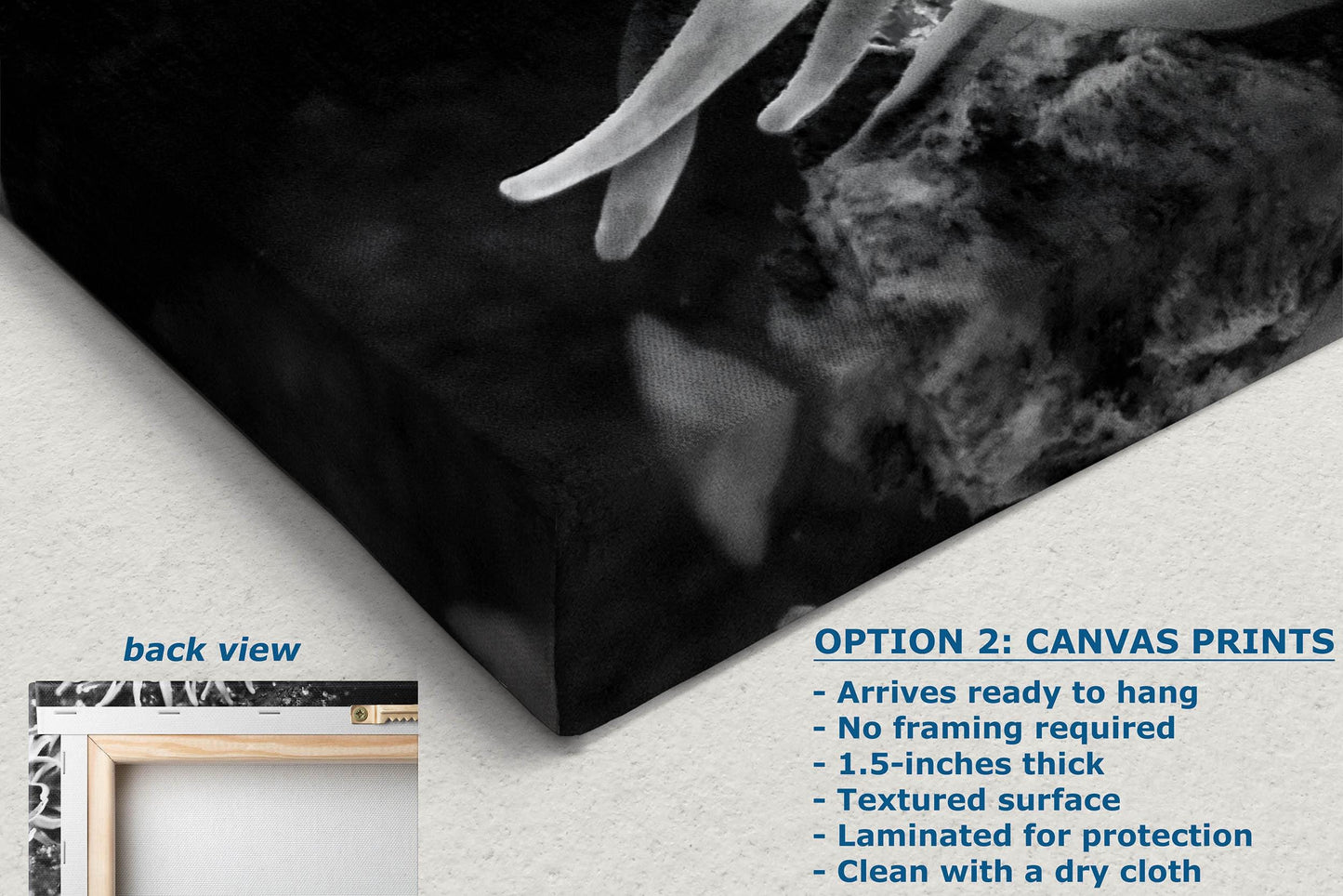 Sea Anemone Picture Ocean Life Underwater Scenery Nature Photo, Marine Biology Decor, Black and White Coral Reef Art for Marine Enthusiasts